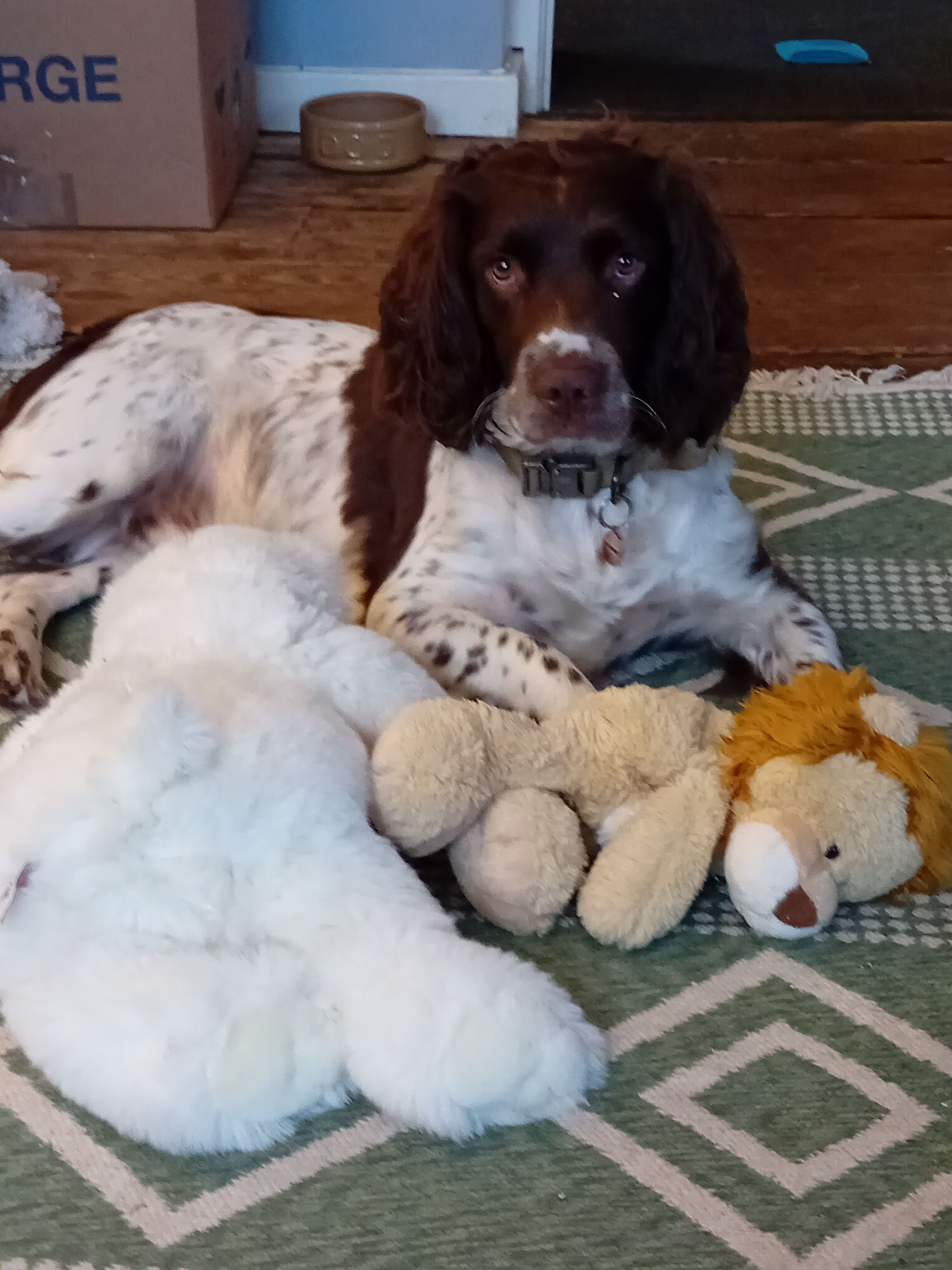 Teddy  - Pepper Lane, Ludlow