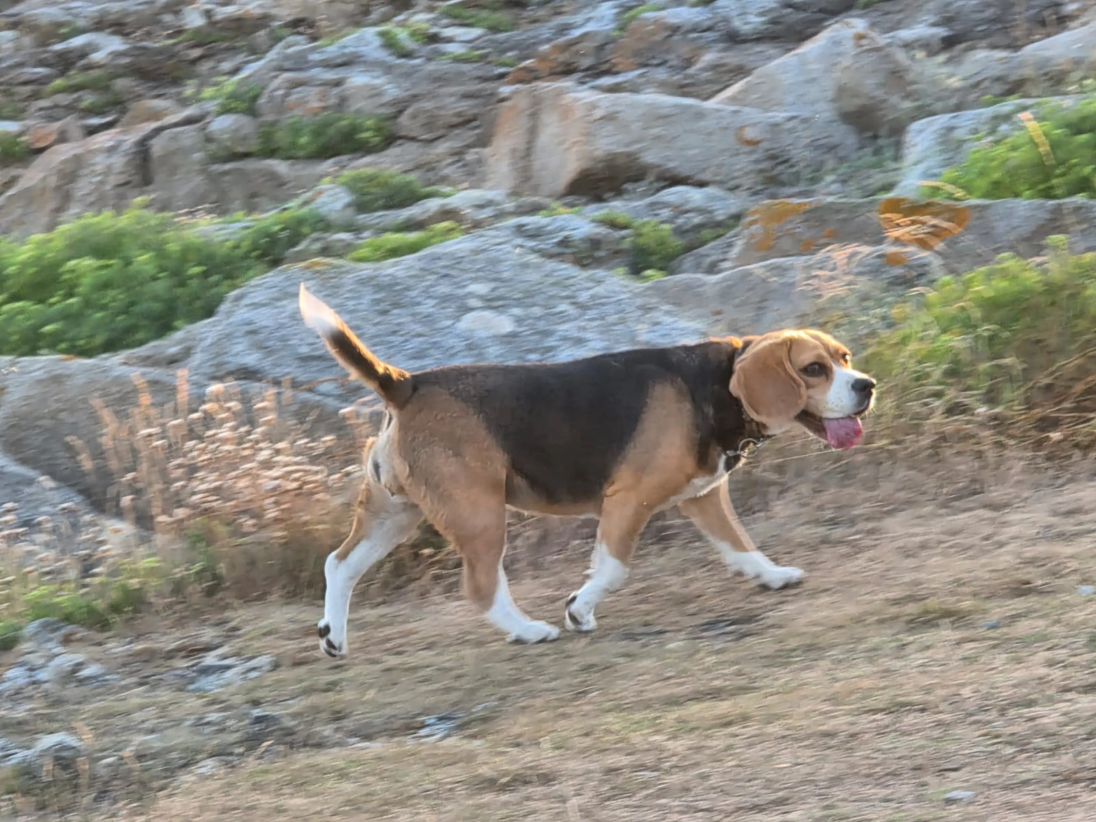 Tuygui - Rond-Point de Prat Maria, Quimper