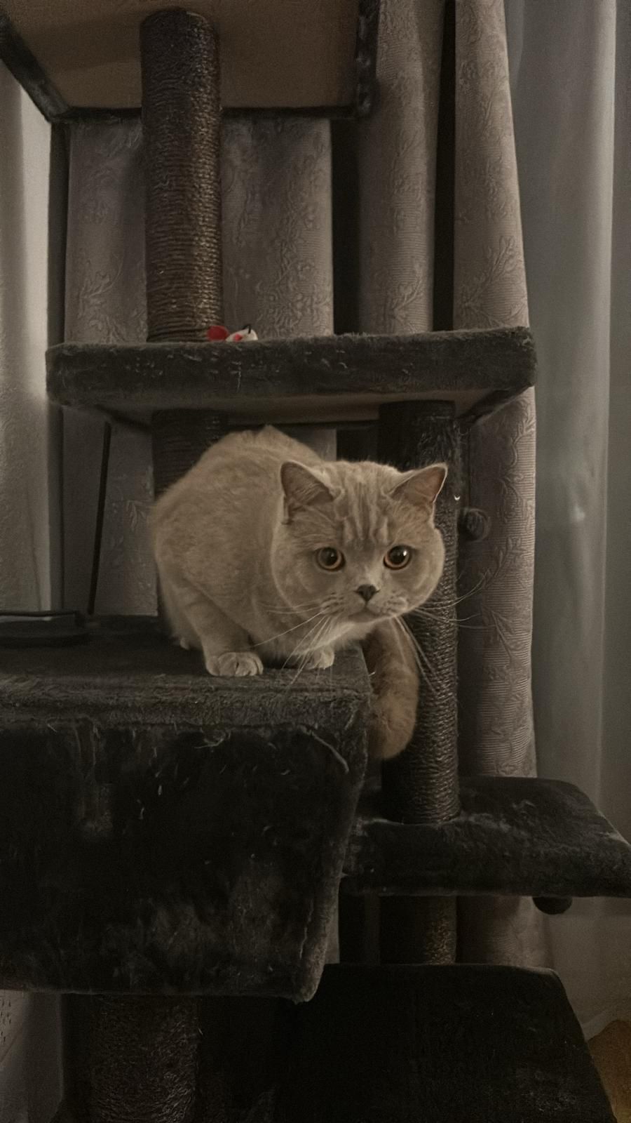 Tommy - Schweizerlehofweg, Buchenbach