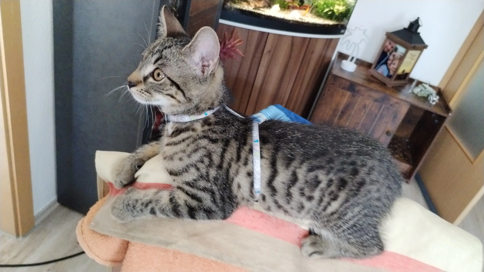 Simba - Marktplatz, Eibenstock