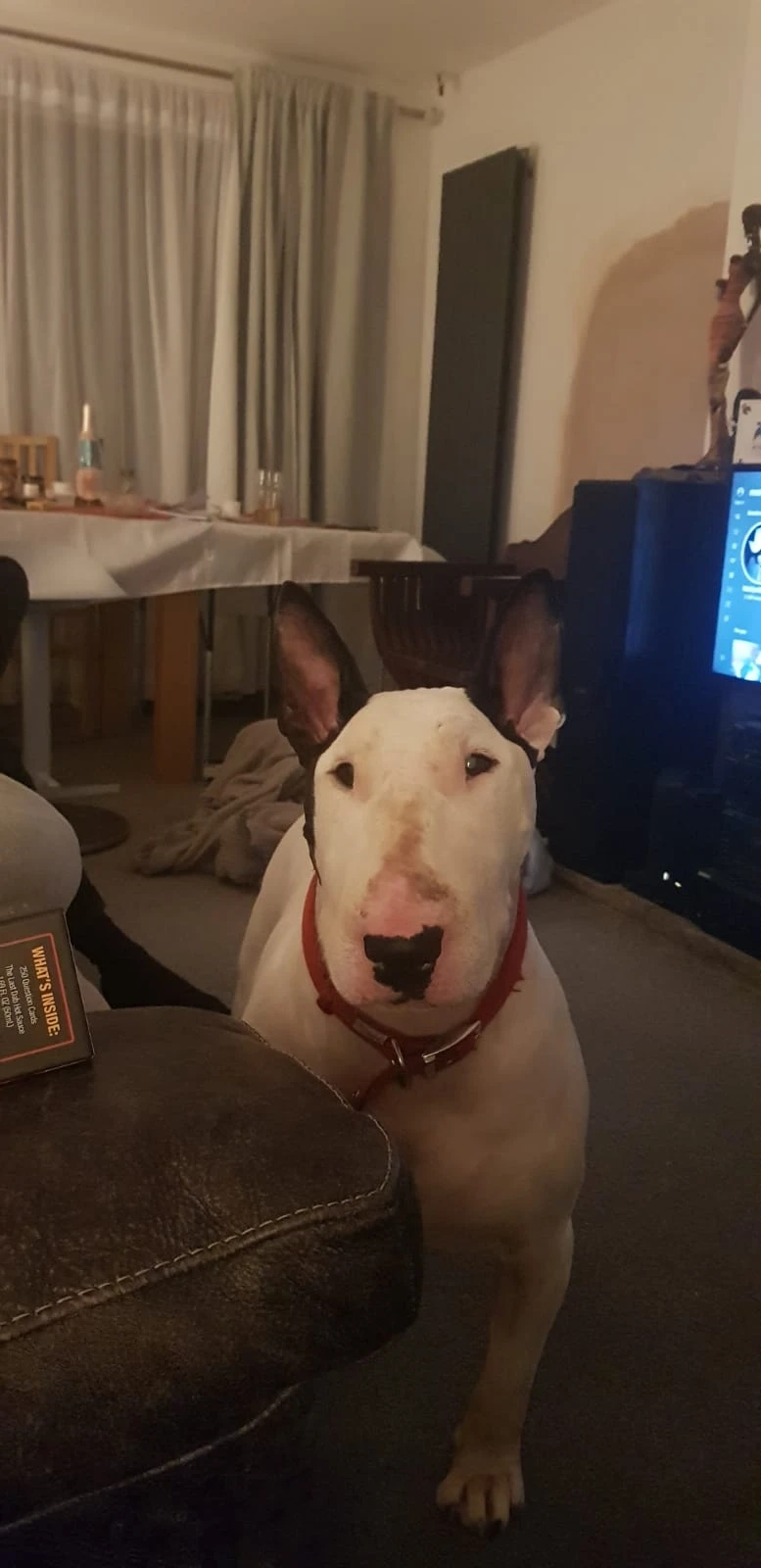 Reno - Palmerston Close, Poole