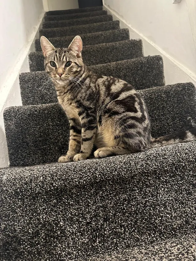 Rocky - B98 8, Redditch