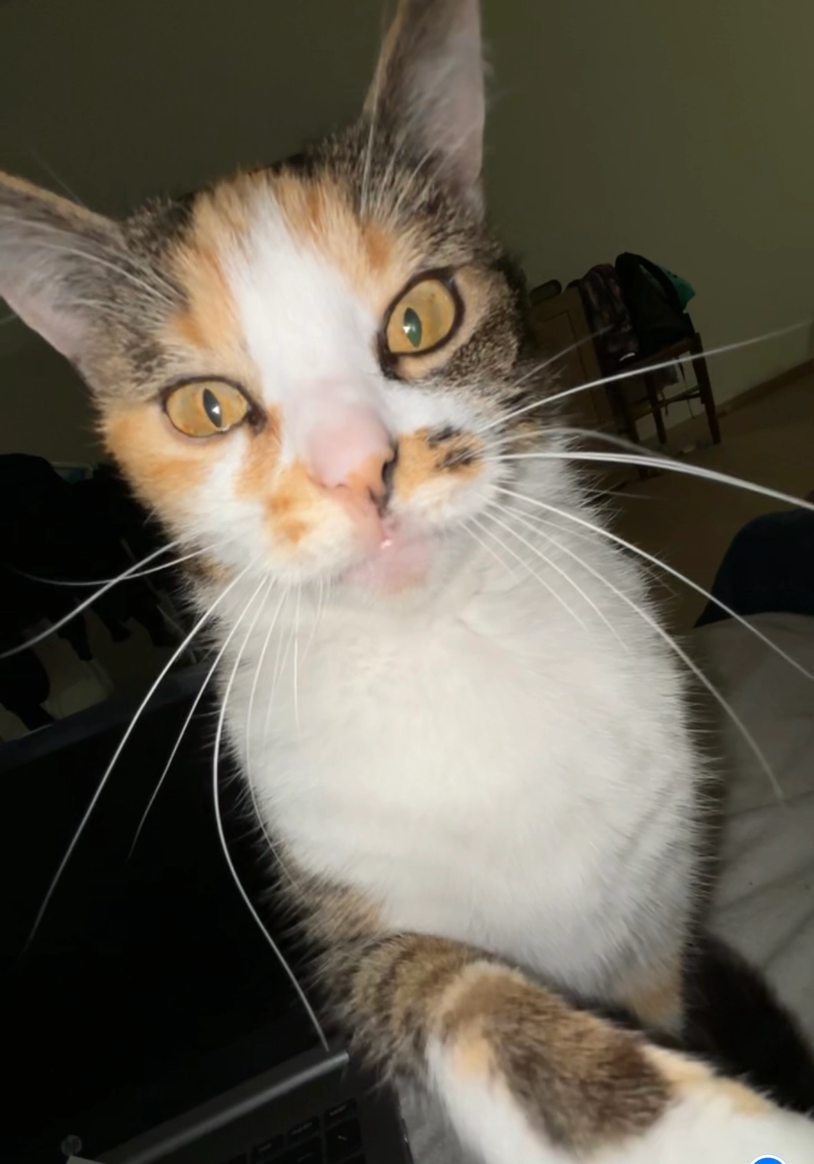 duchesse - Avenue De La Chapelle Godefroy, Nogent-sur-Seine