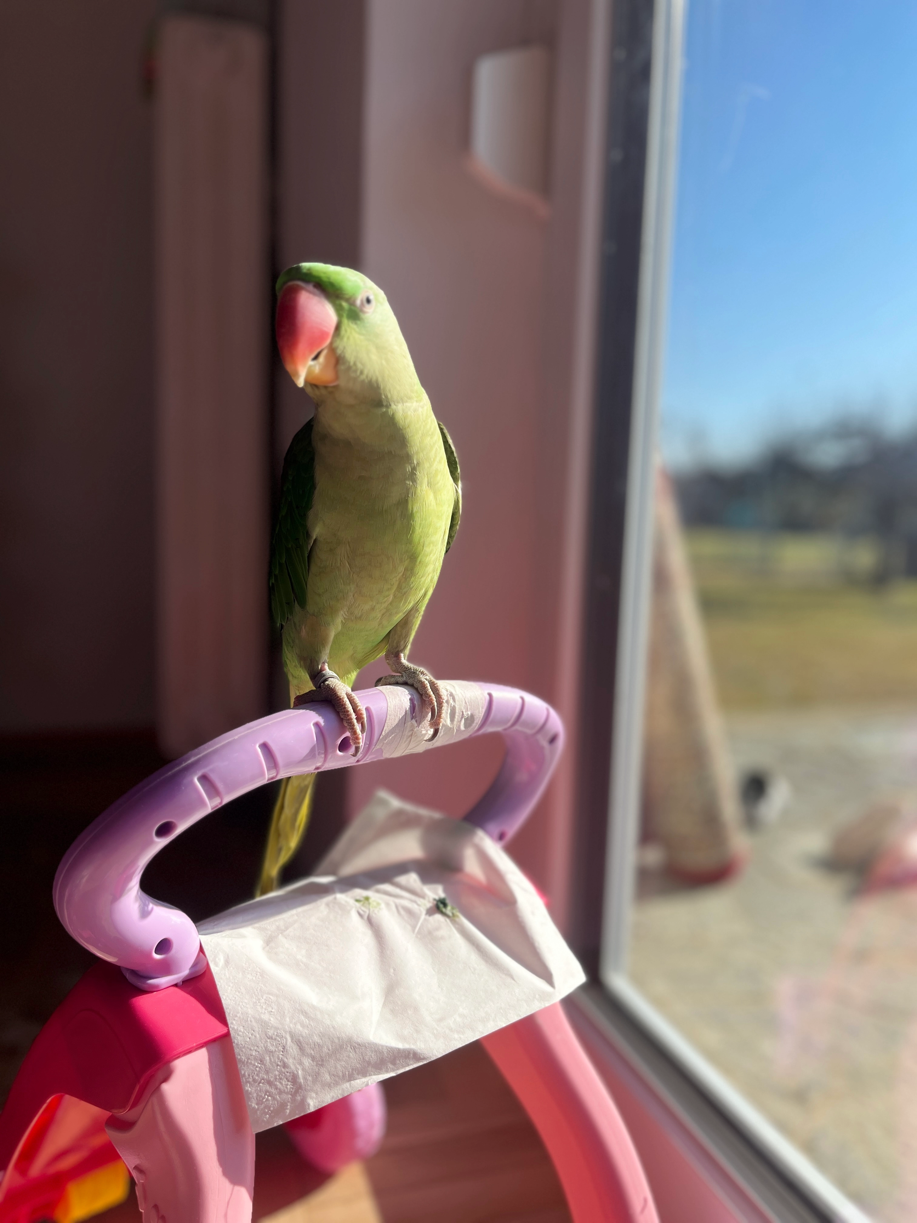 Coco - Hörtendorfer Straße, Ebenthal in Kärnten