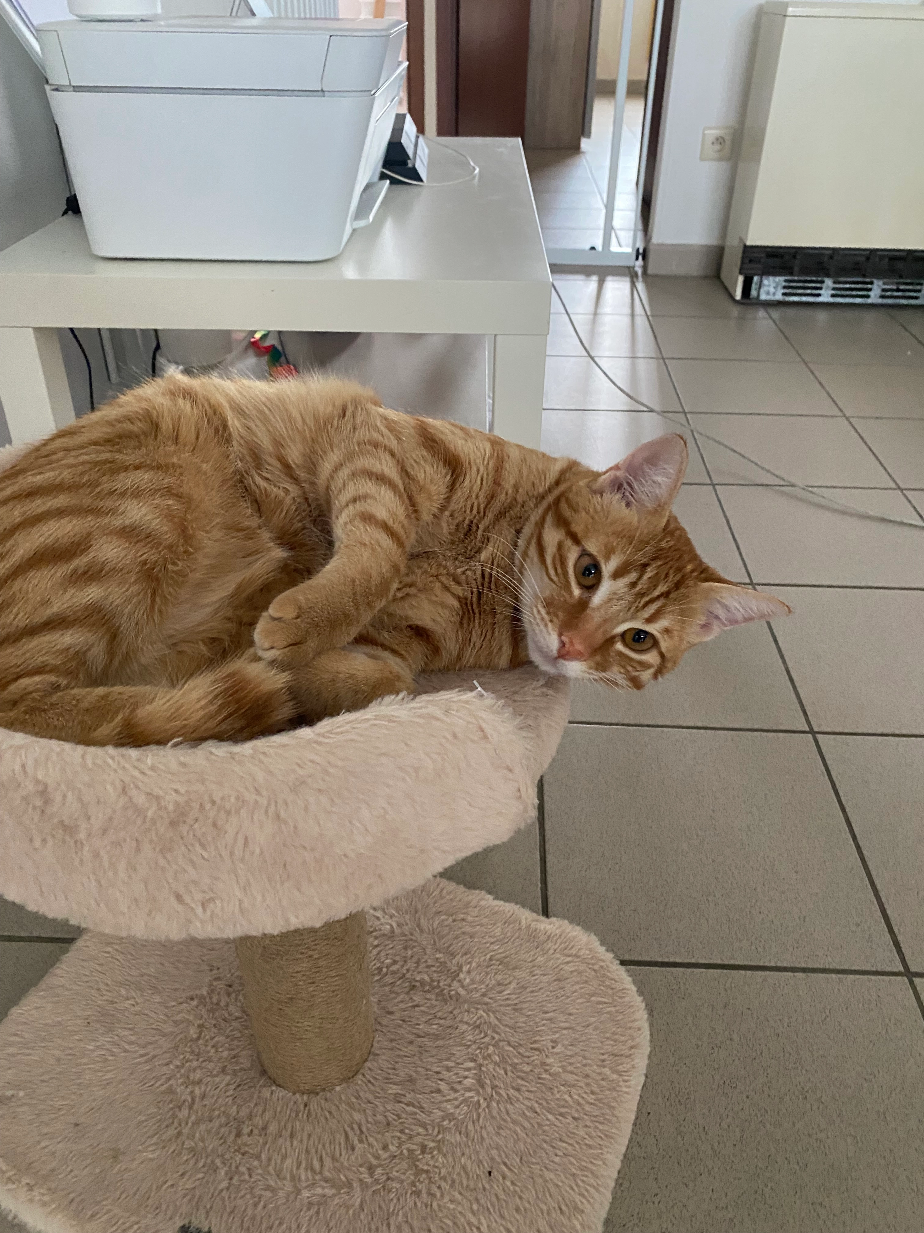 Trix  - 33 Rue du Bois, Käerjeng