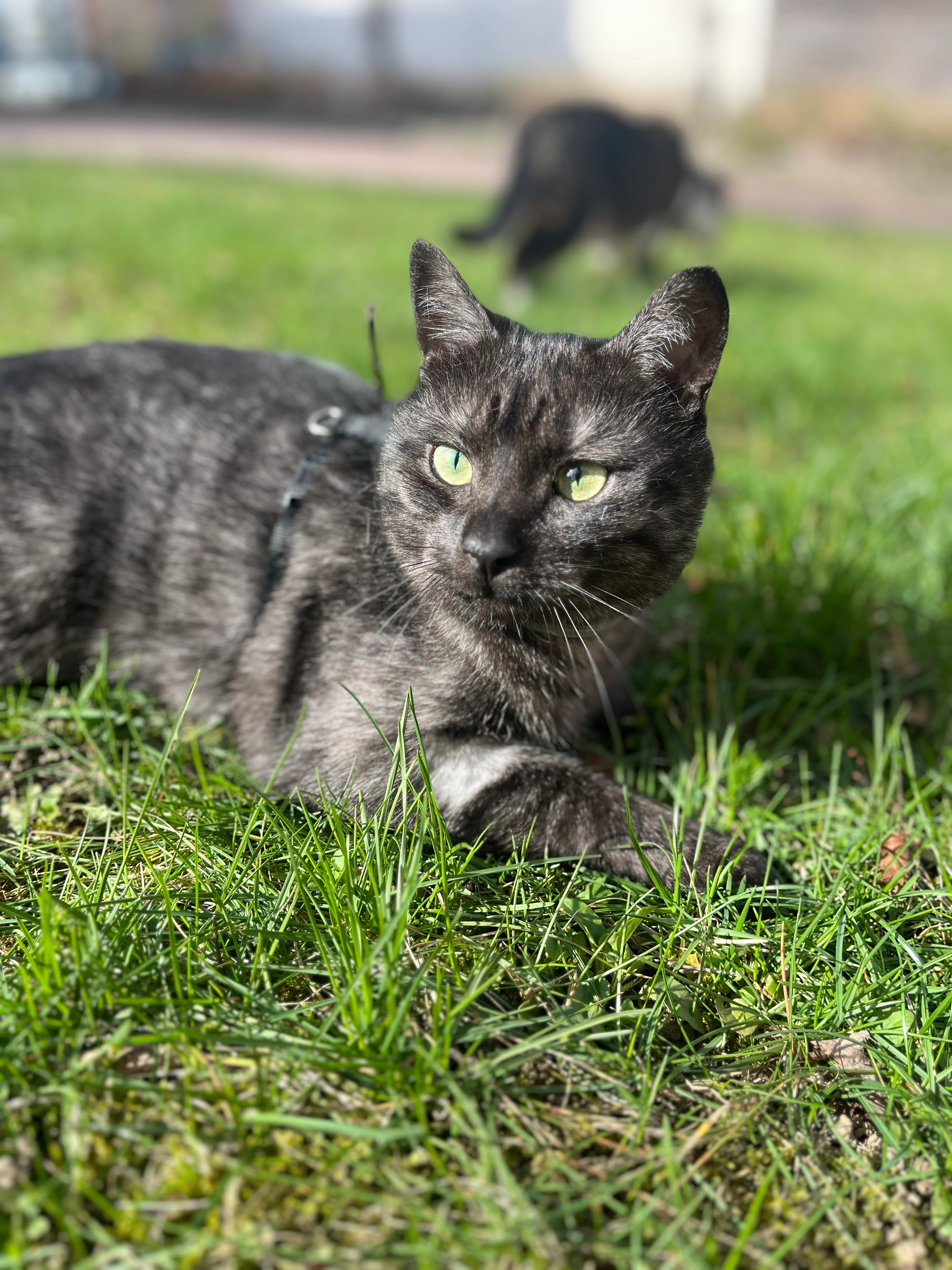 Anubis - Ringstraße, Lößnitz