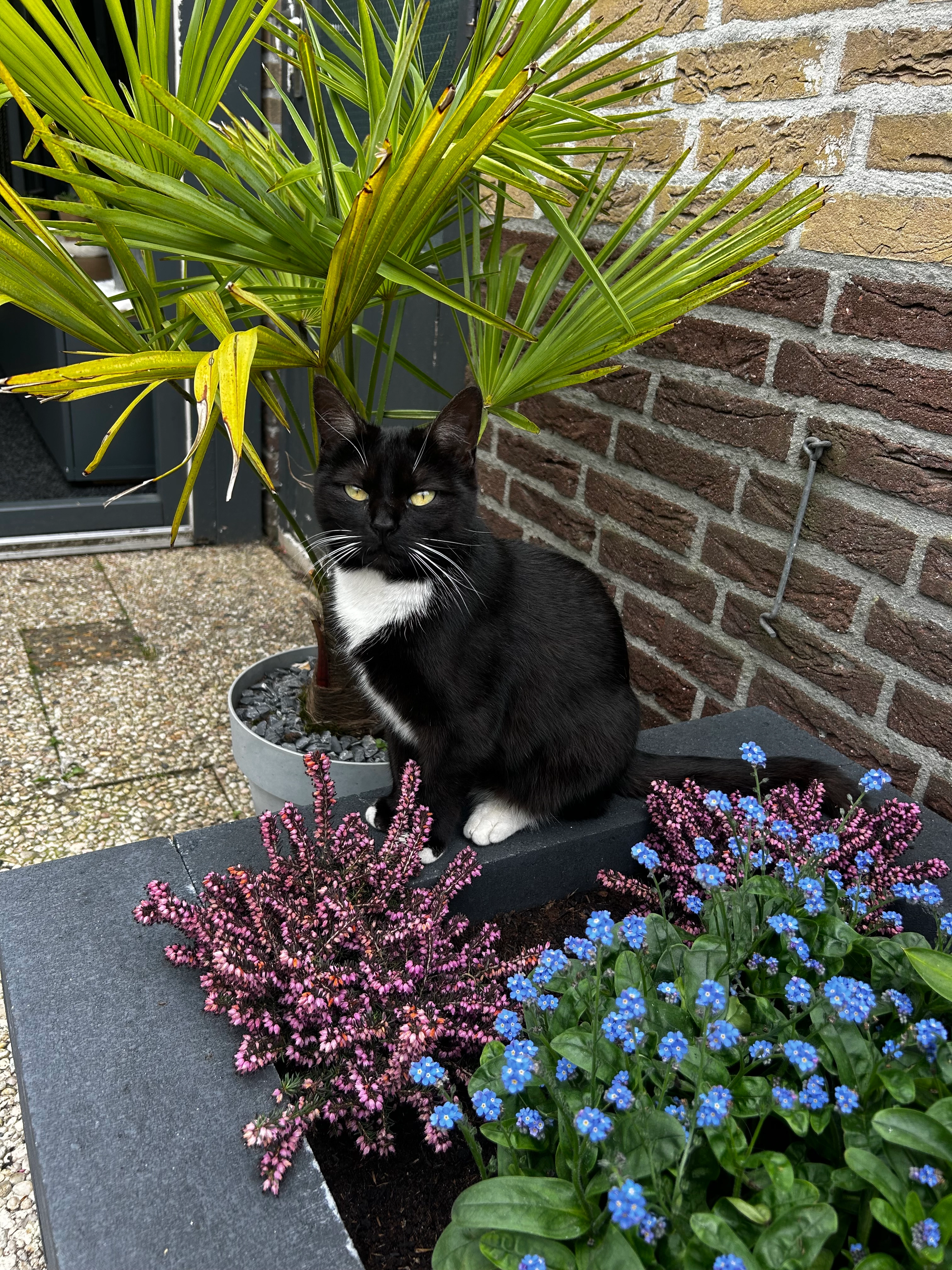 Nala - Kamperfoelie, Venray