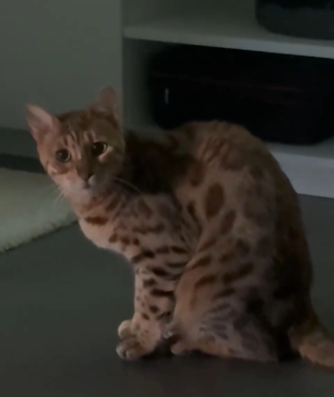 Leia  - 8 Rue des Alouettes, Guignes