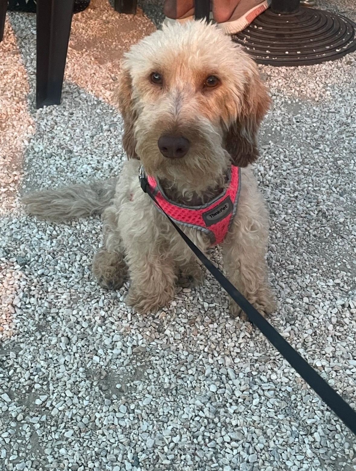 Patchouli  - D 16, Audun-le-Tiche