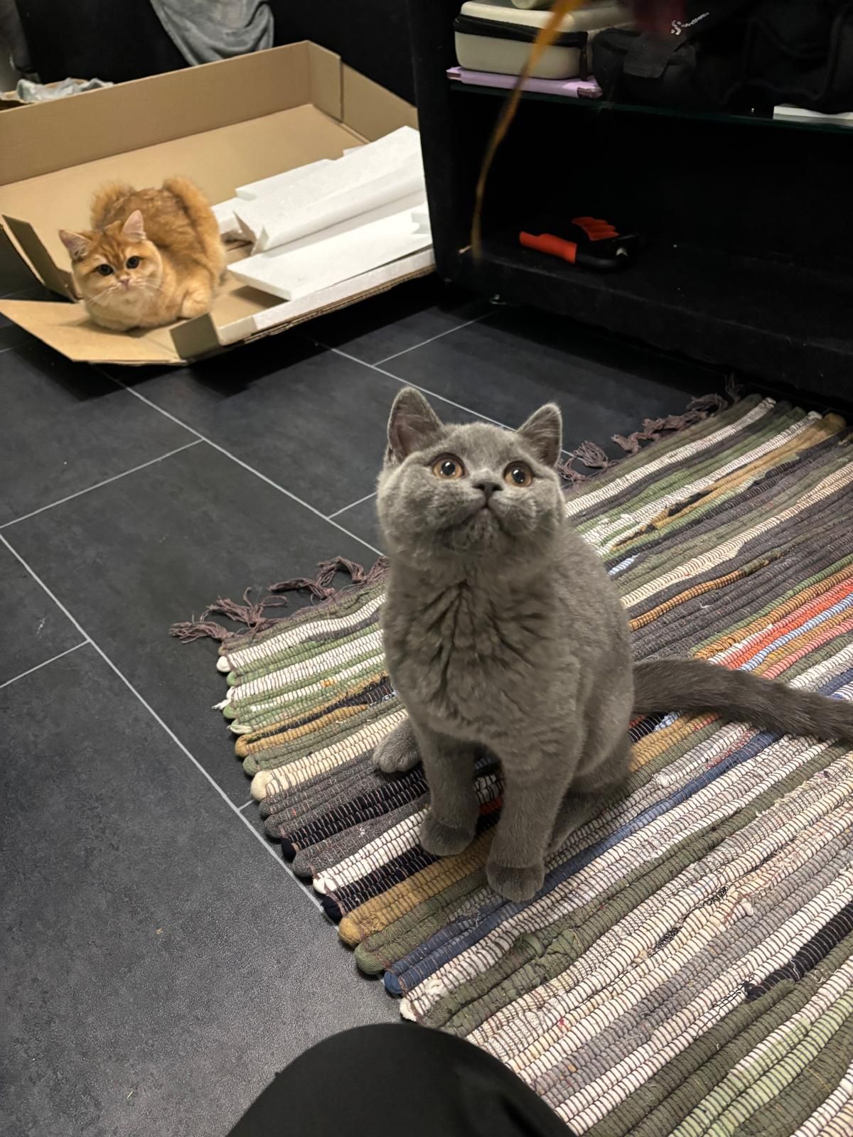 Coco - Wilhelm-Leuschner-Straße, Friedberg