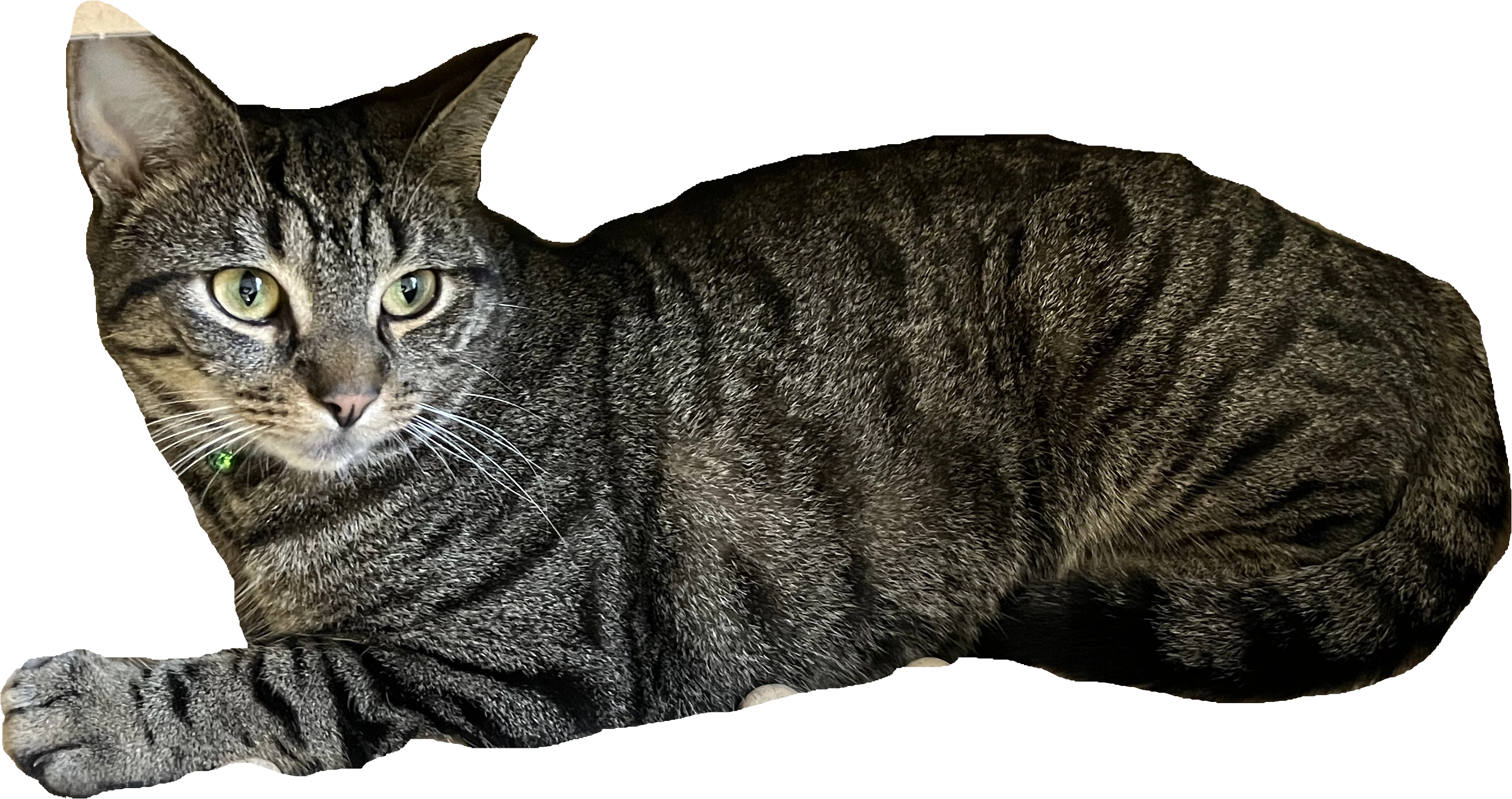 Henry - Castlemore / Farranduff area, Crookstown, County Cork