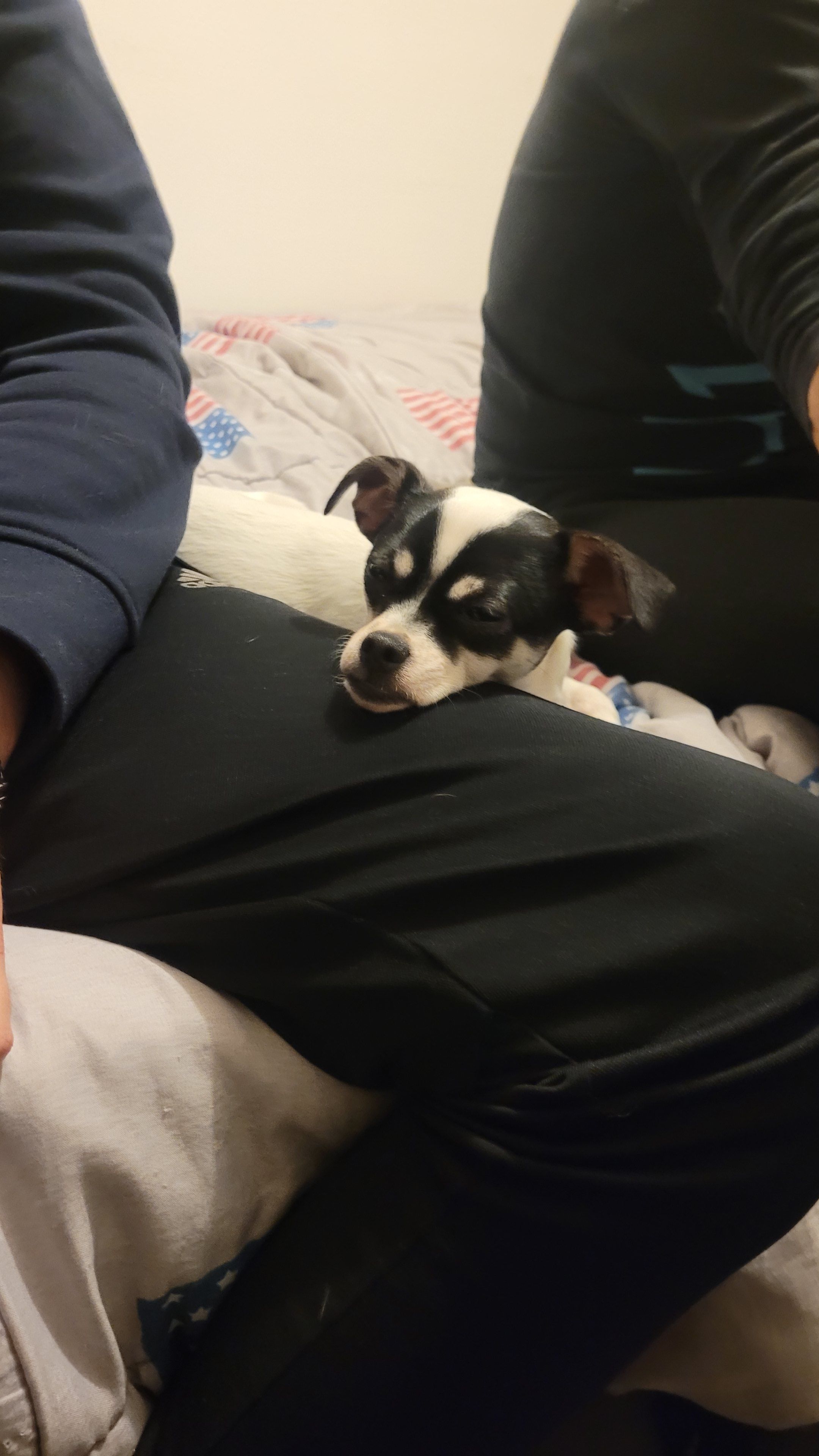 Bijou - 88170, Dommartin-sur-Vraine