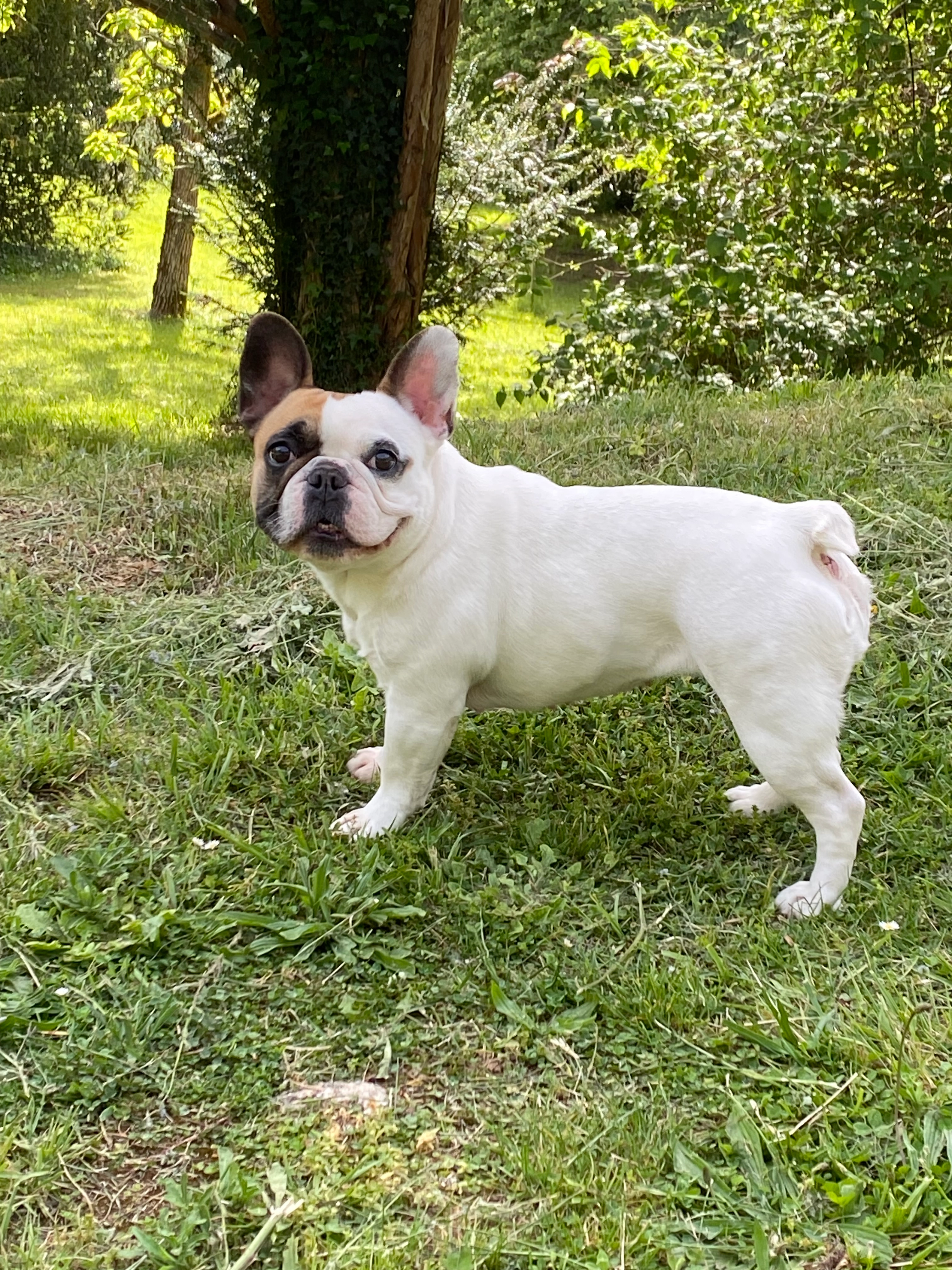 Romy - 54 Avenue de Toulouse, Souillac