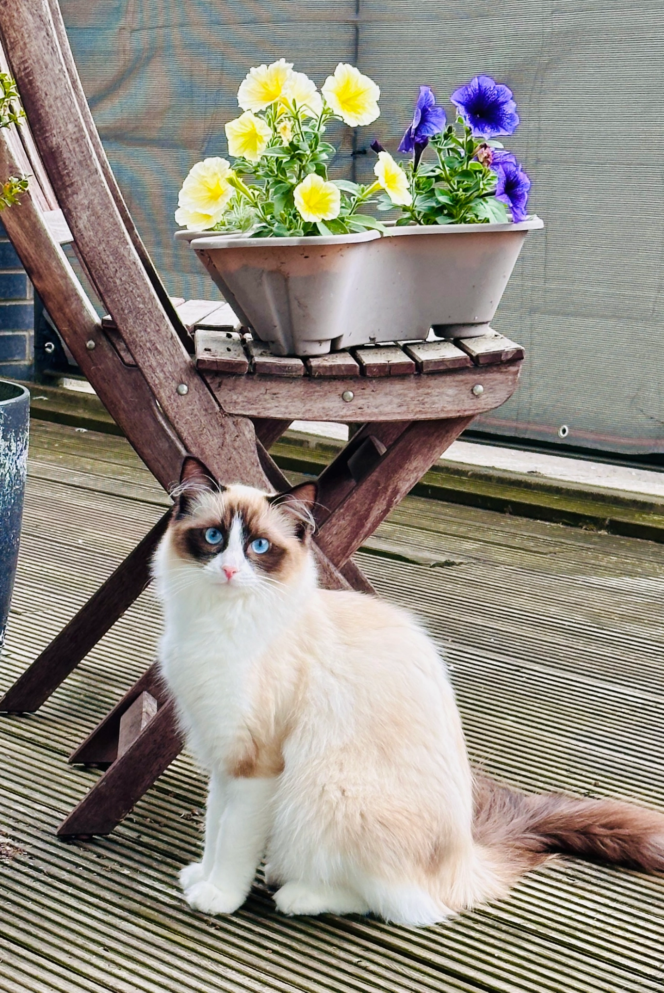 Georgie - Elliot Street, Glasgow