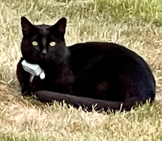 Cagliostro - Unterbrunner Straße, München