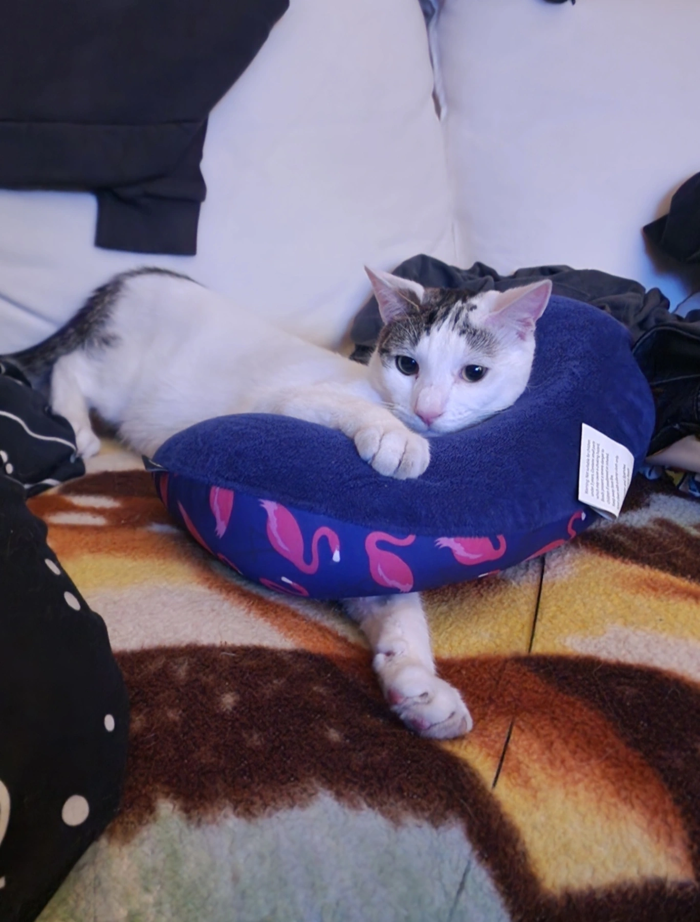 Leo - B77 2, Tamworth