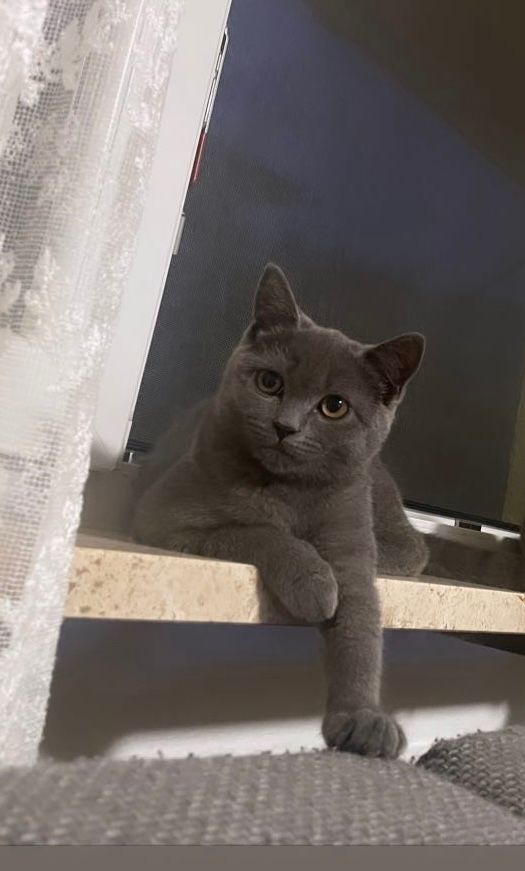 Chinchilla - Dekan-Hintner-Straße 12, Kufstein