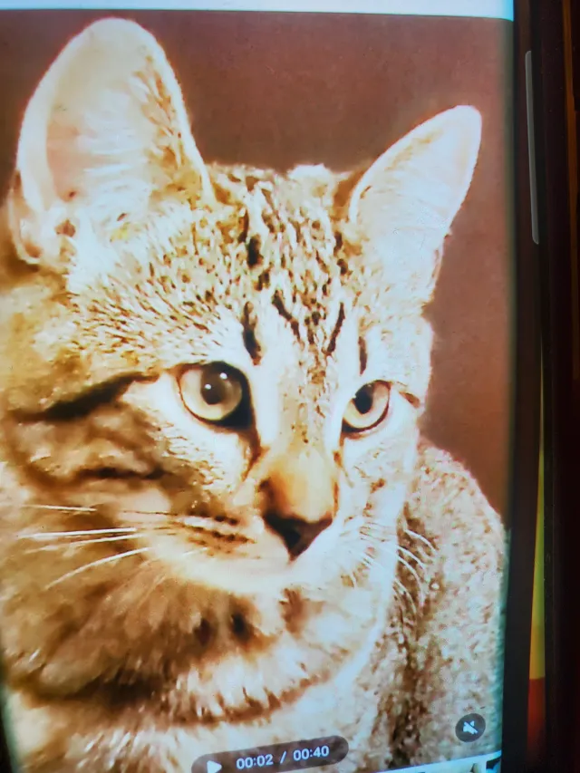 Kitty - Cornuta Avenue, Downey