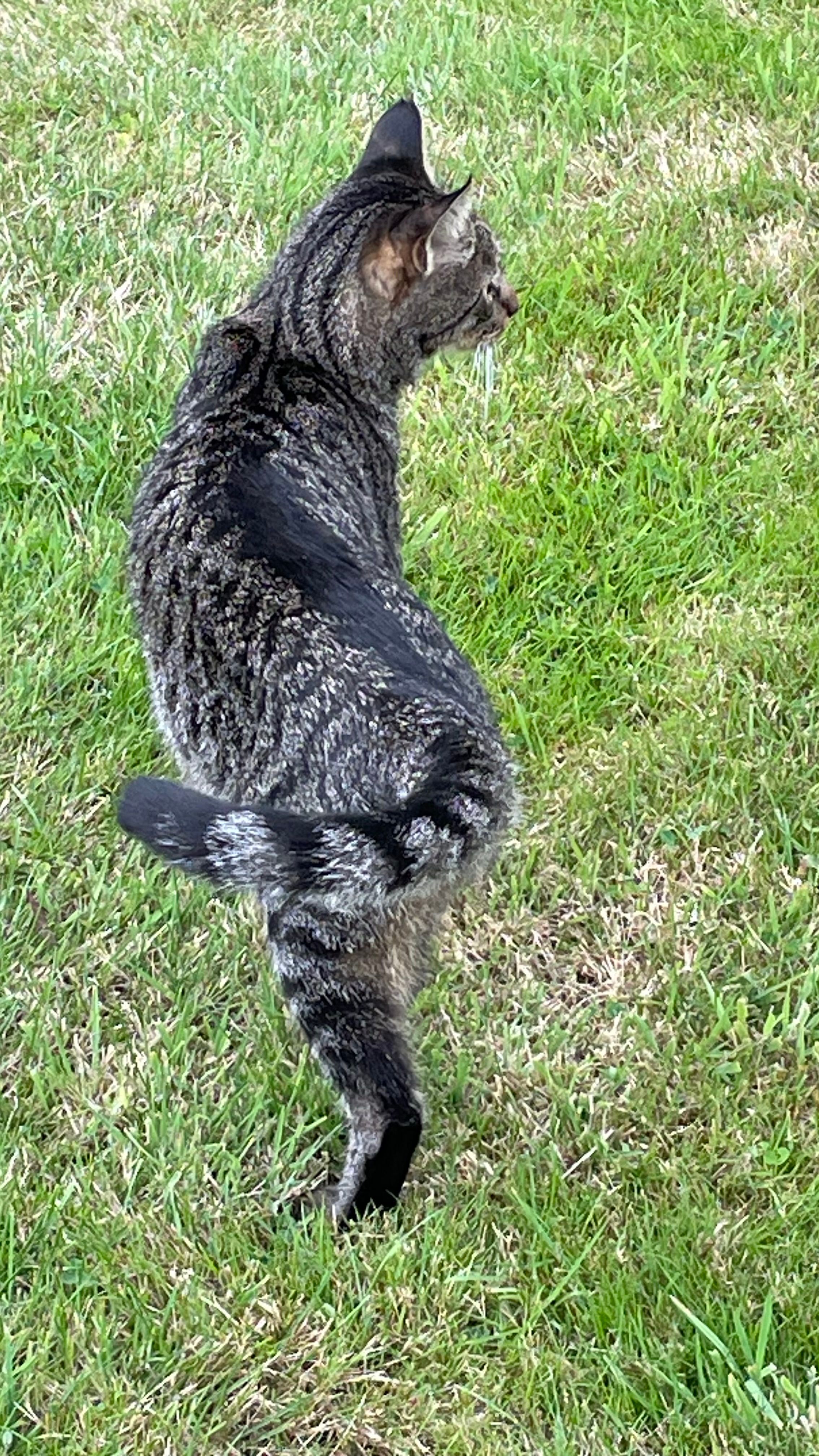 Roméo  - Saint-Michel-Tuboeuf, Saint-Michel-Tubœuf