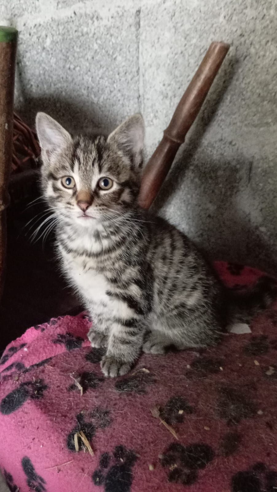 Mini boo - H54, Knocknacarrigeen belclare 