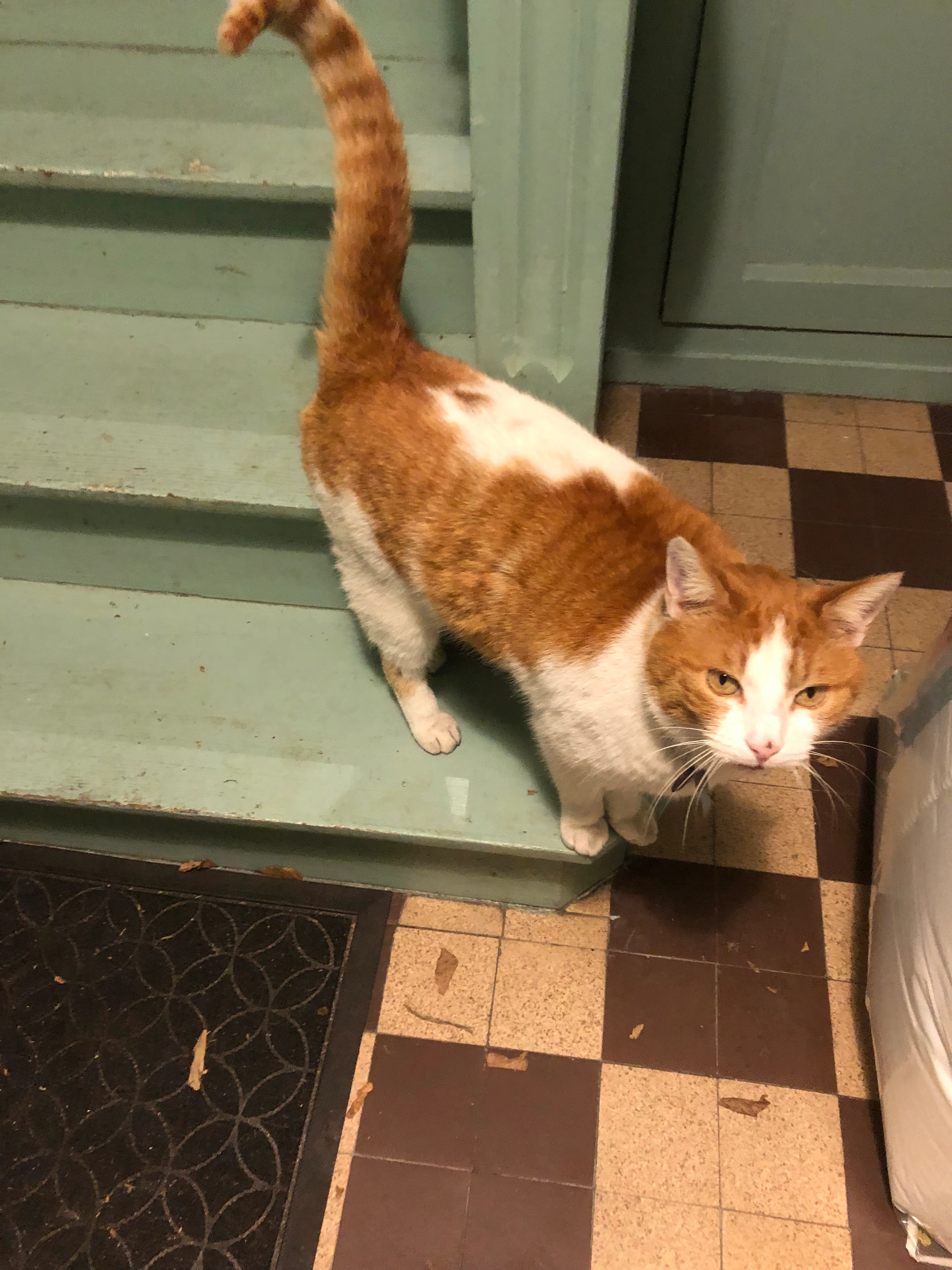 Félix  - Rue Des Haies, Saint-Martin-du-Vivier