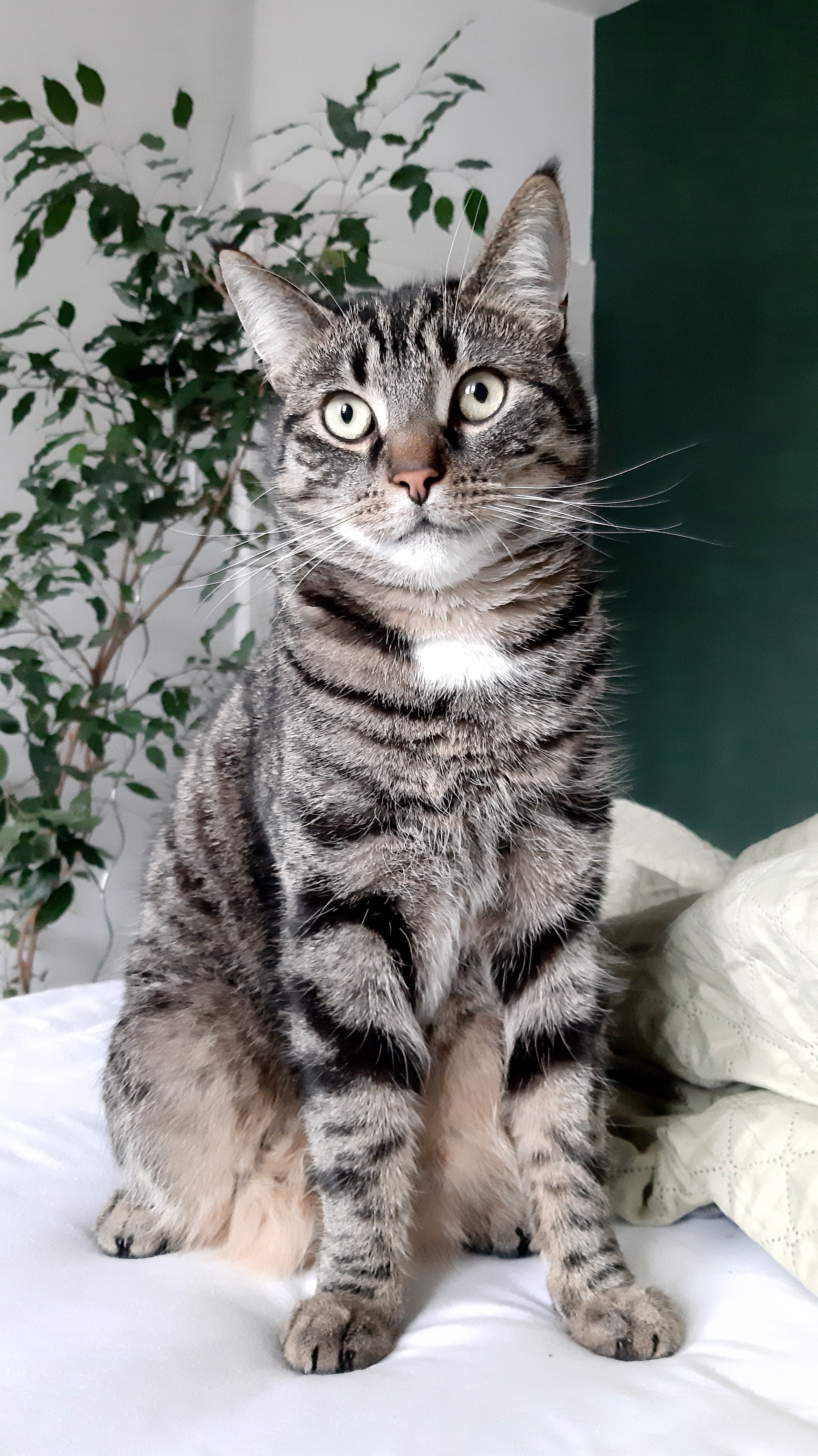 Bingus - Bismarckstraße, Einbeck