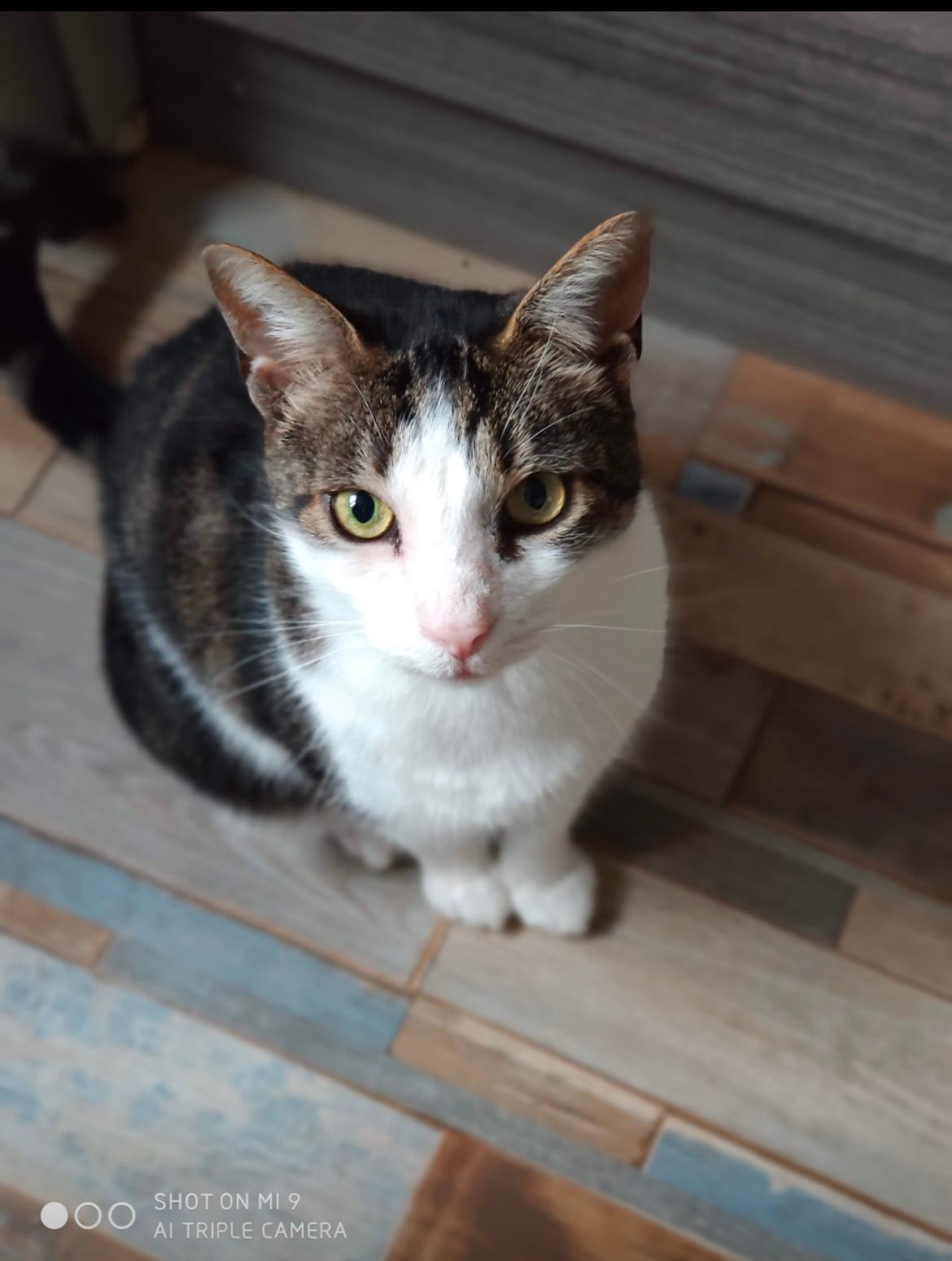 Cookies - Rue Jean Huré, Gien