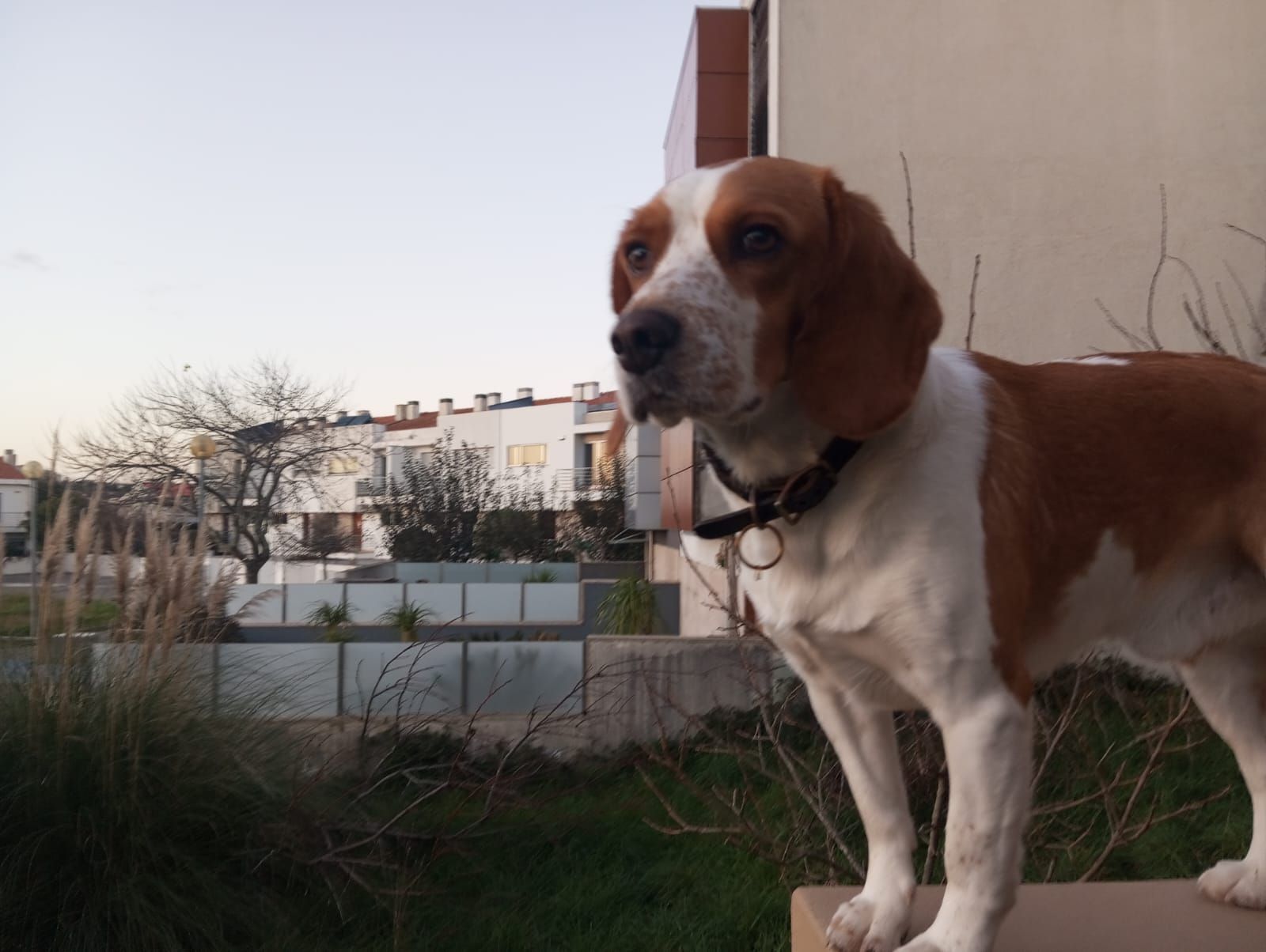 Marley  - Rua Maria Da Glória Farinha, Moreira