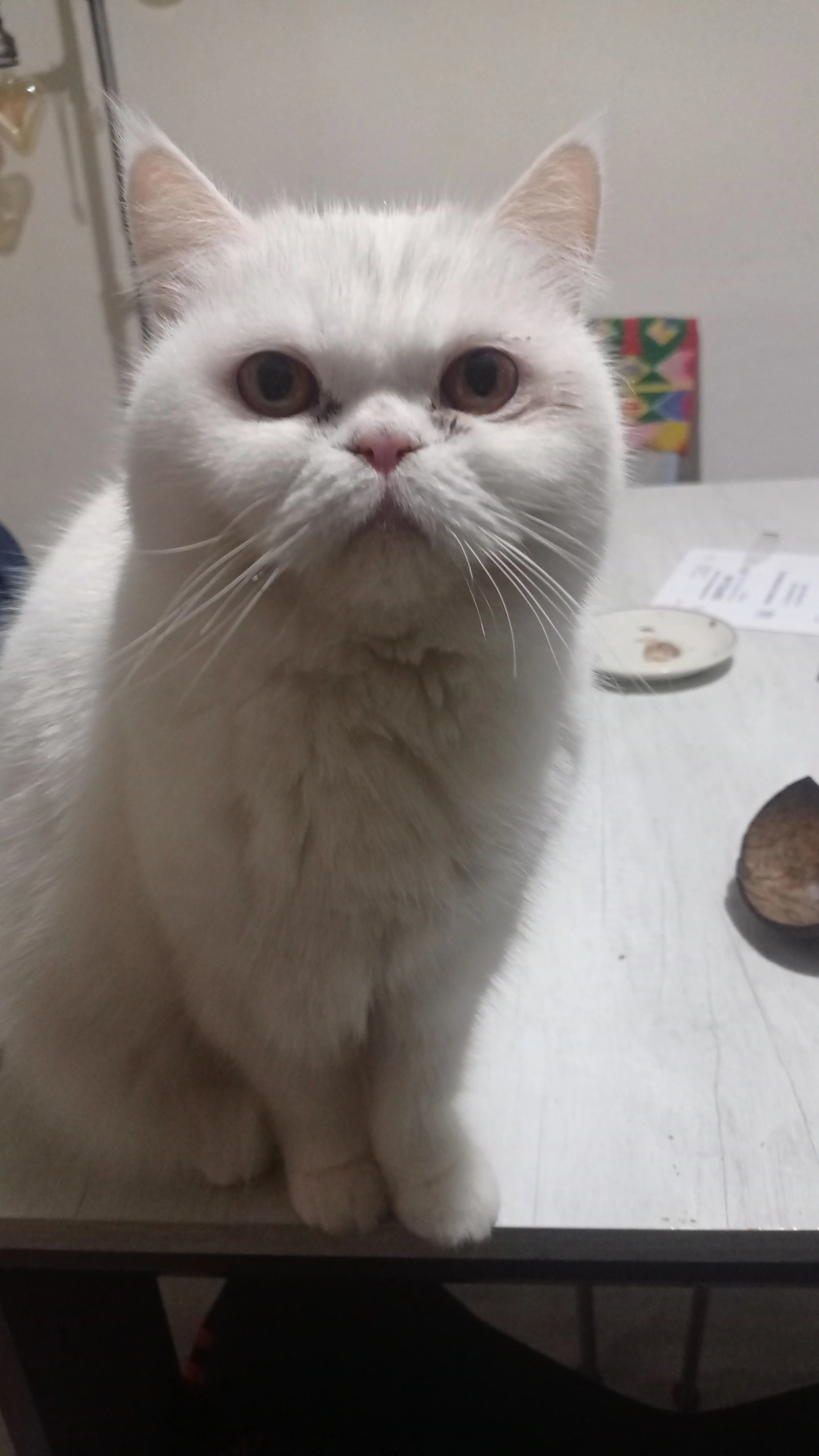 Dorothy - Via Leonardo da Vinci 14, Senago