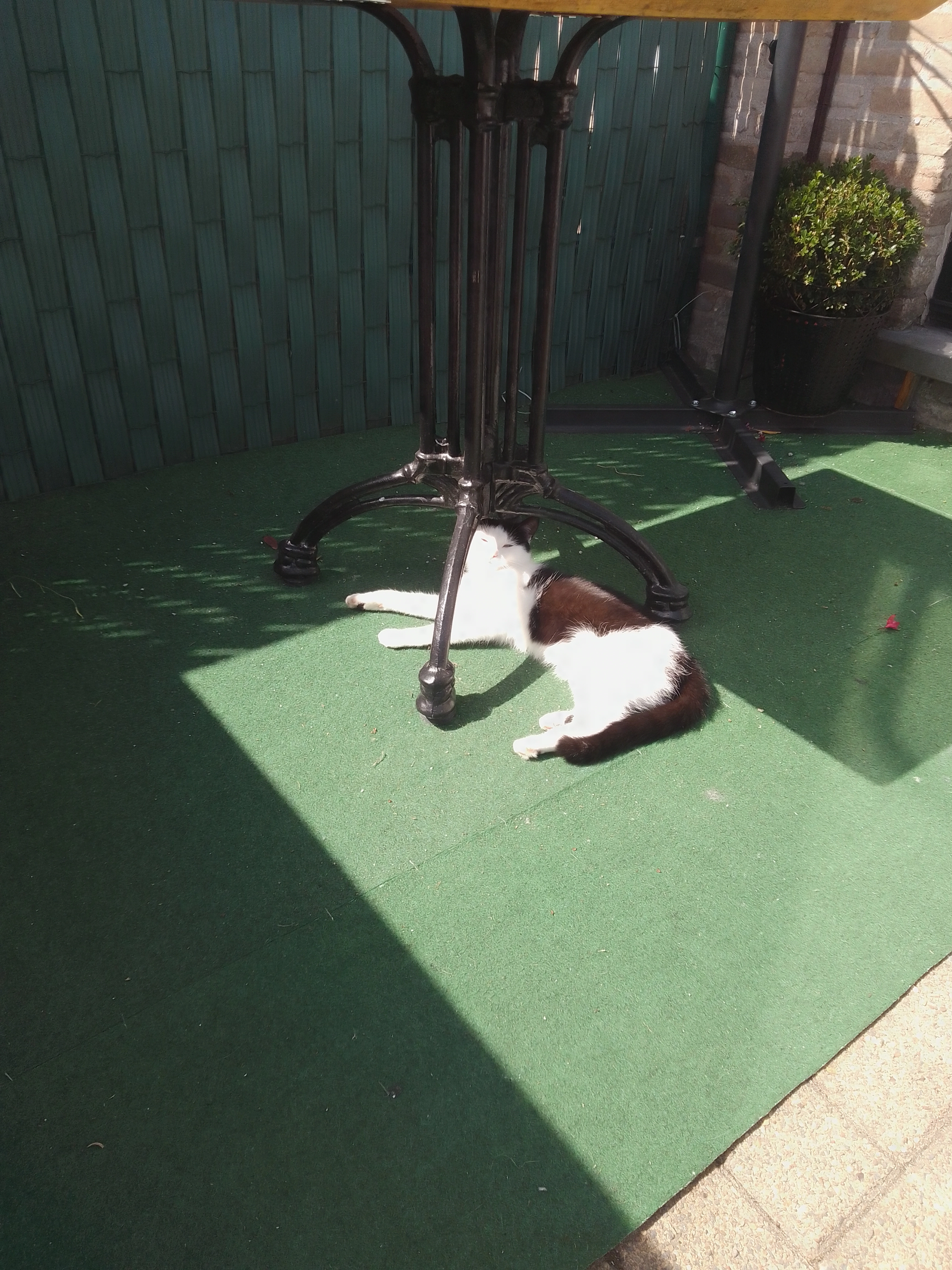 Noukie - Tuini Kata Patthar Road, Kalsi