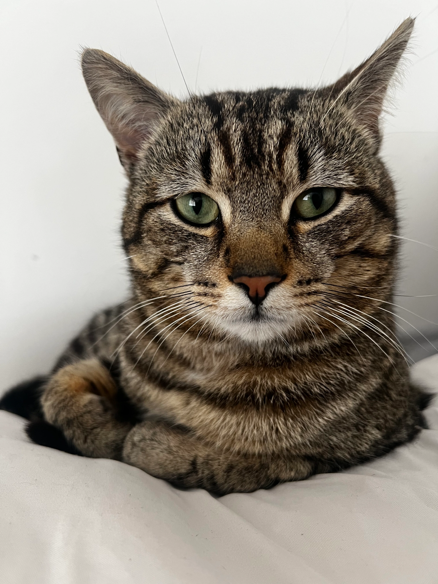 Zeus - 17 Whitwell drive, Drakelow, DE159WZ, Burton upon Trent