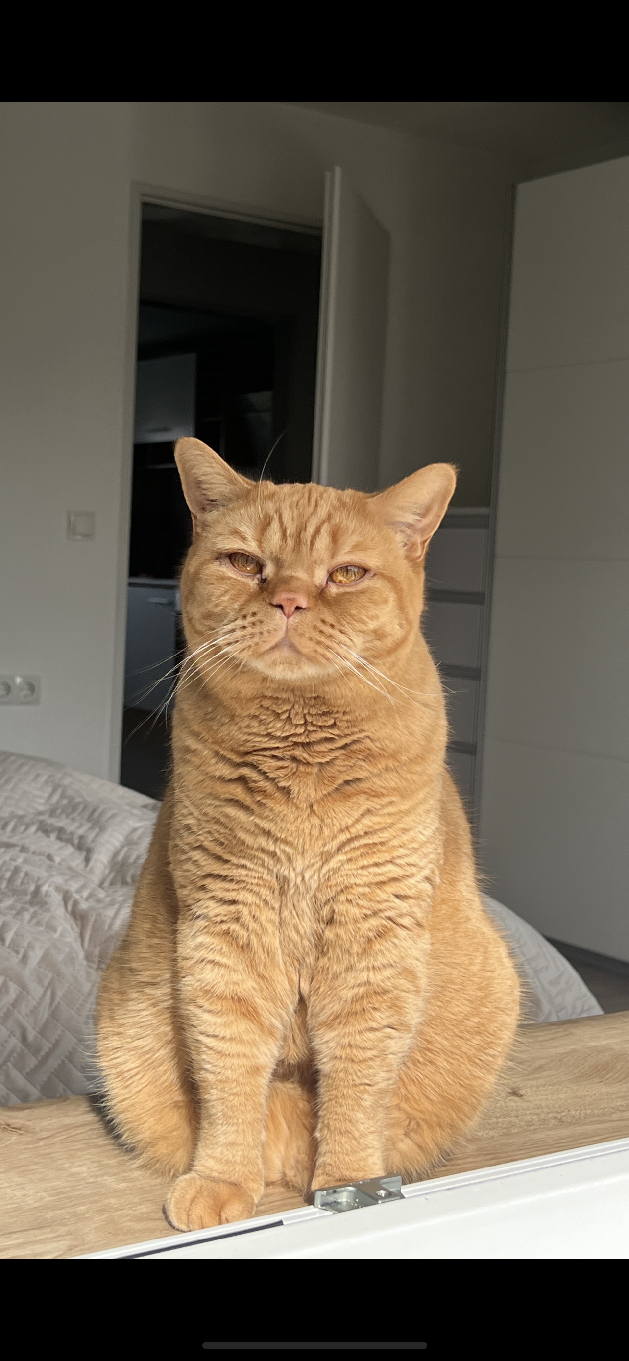 Balu  - Baumeister-Specht-Straße, Lindenberg im Allgäu