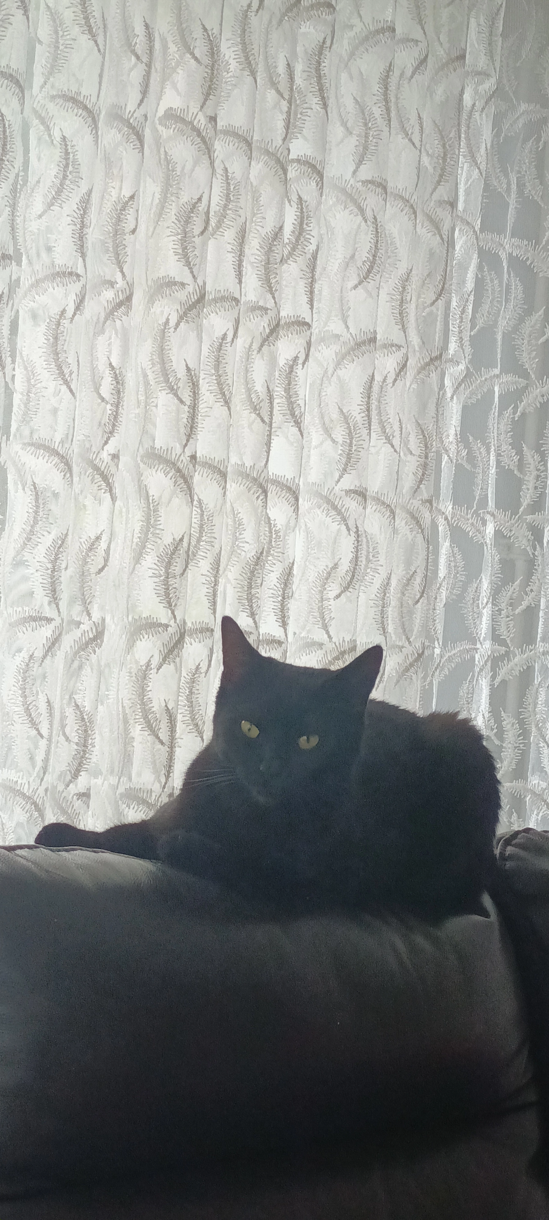 Peshu - Holländische Straße, Wiesbaden