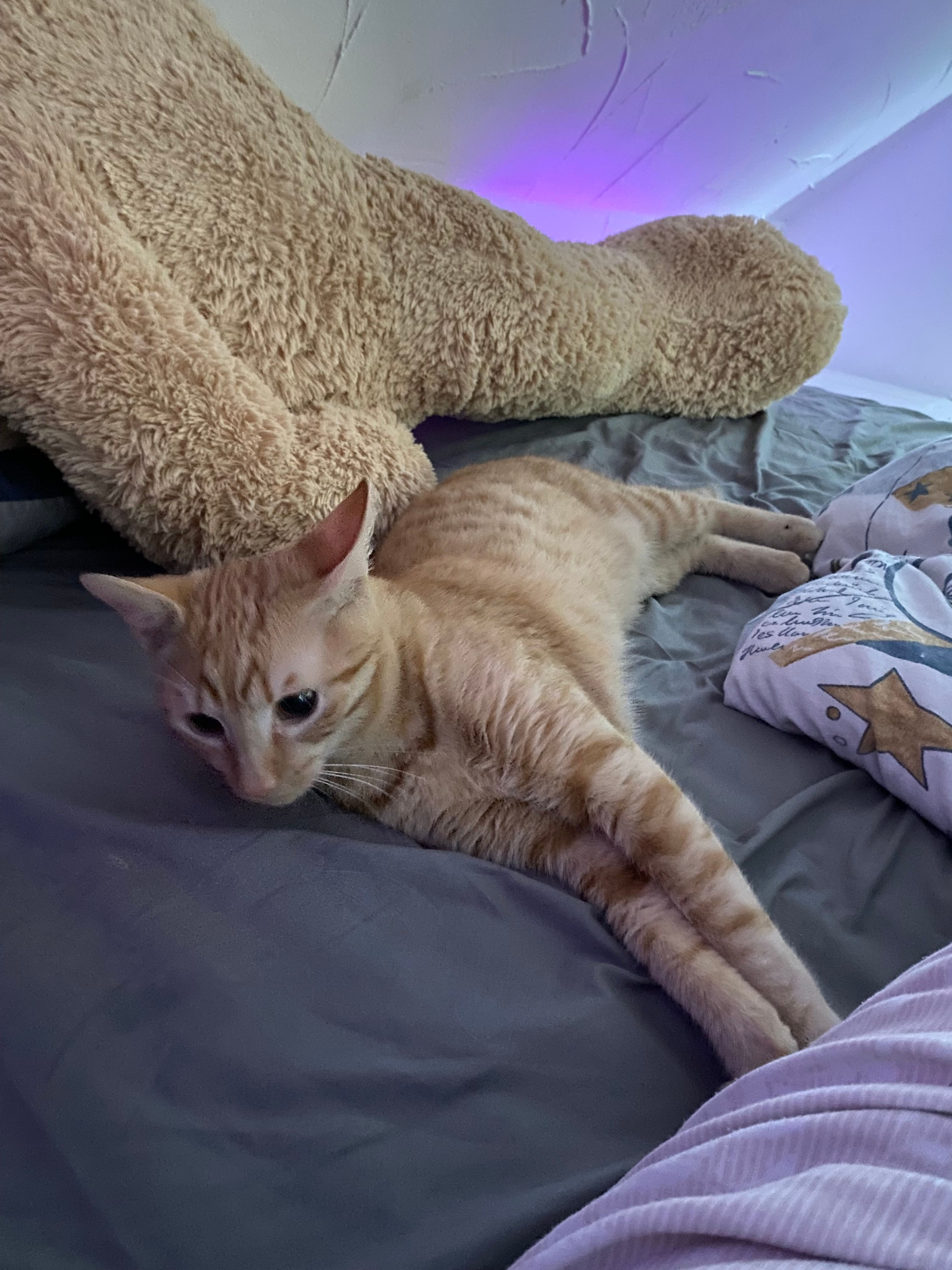 Simba - Moselufer , Brodenbach in Rheinland Pfalz