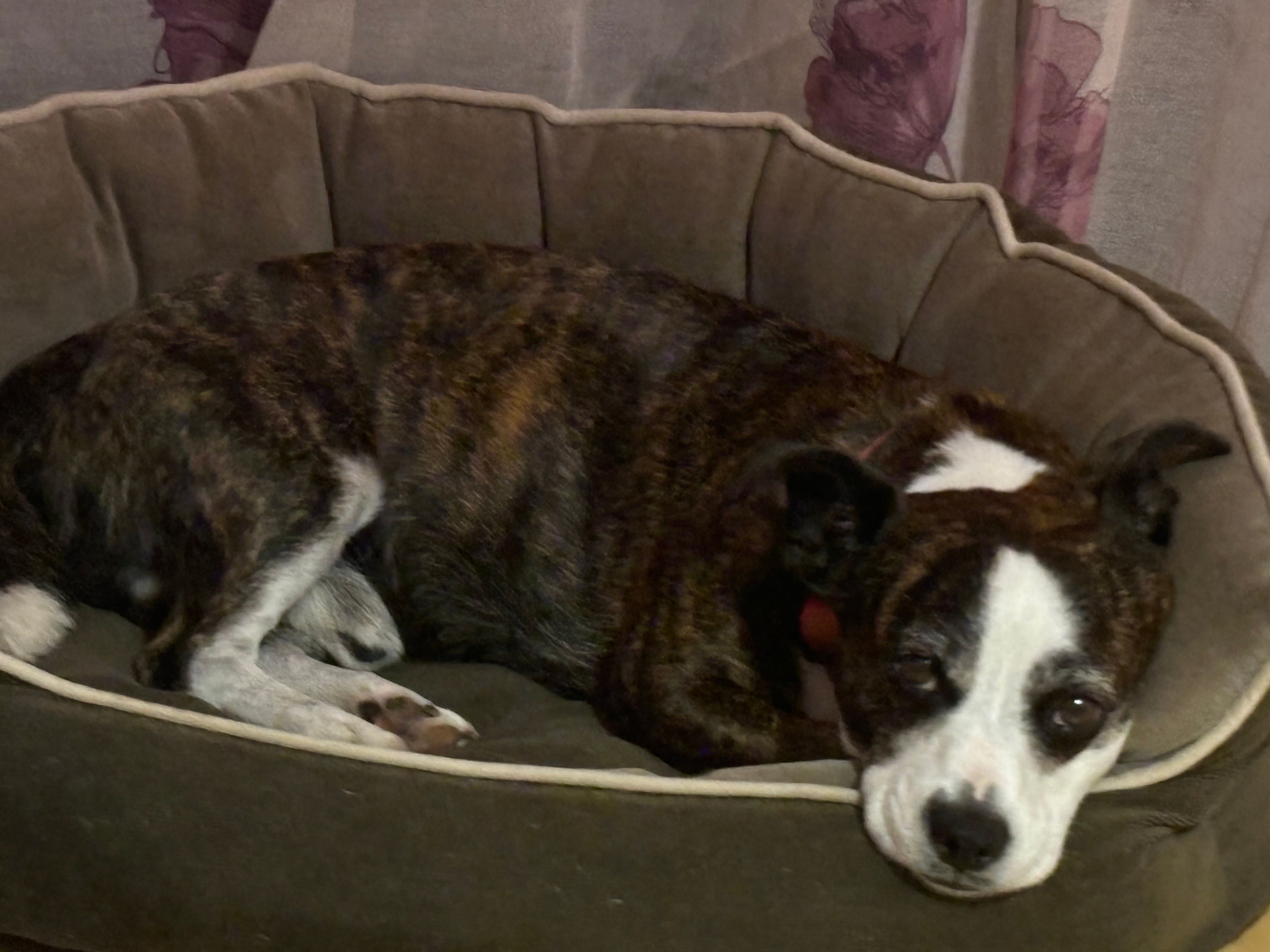 lucky - Rua Do Alecrim, Sobreda