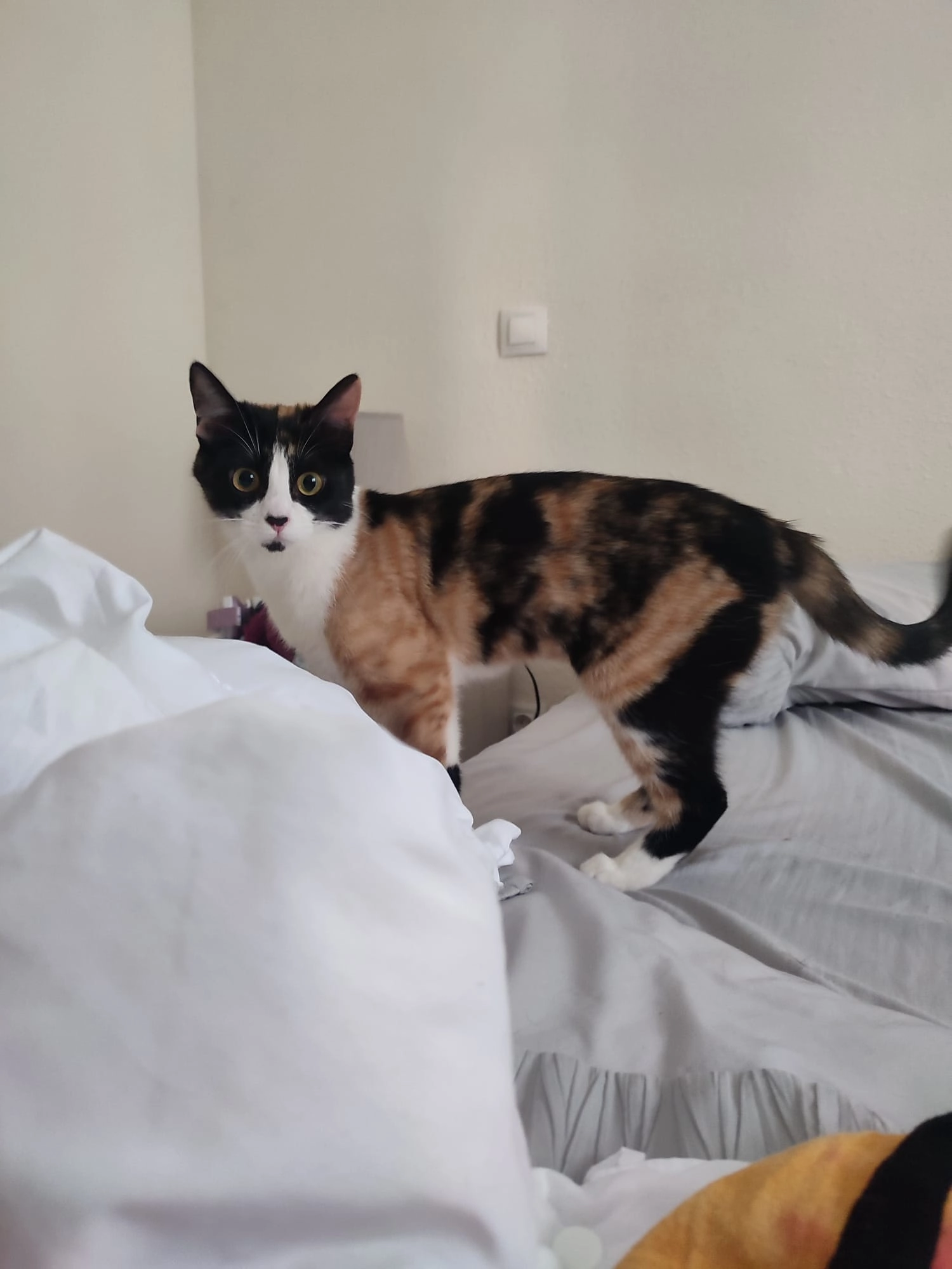 Dina - Calle Río Turia, Leganés