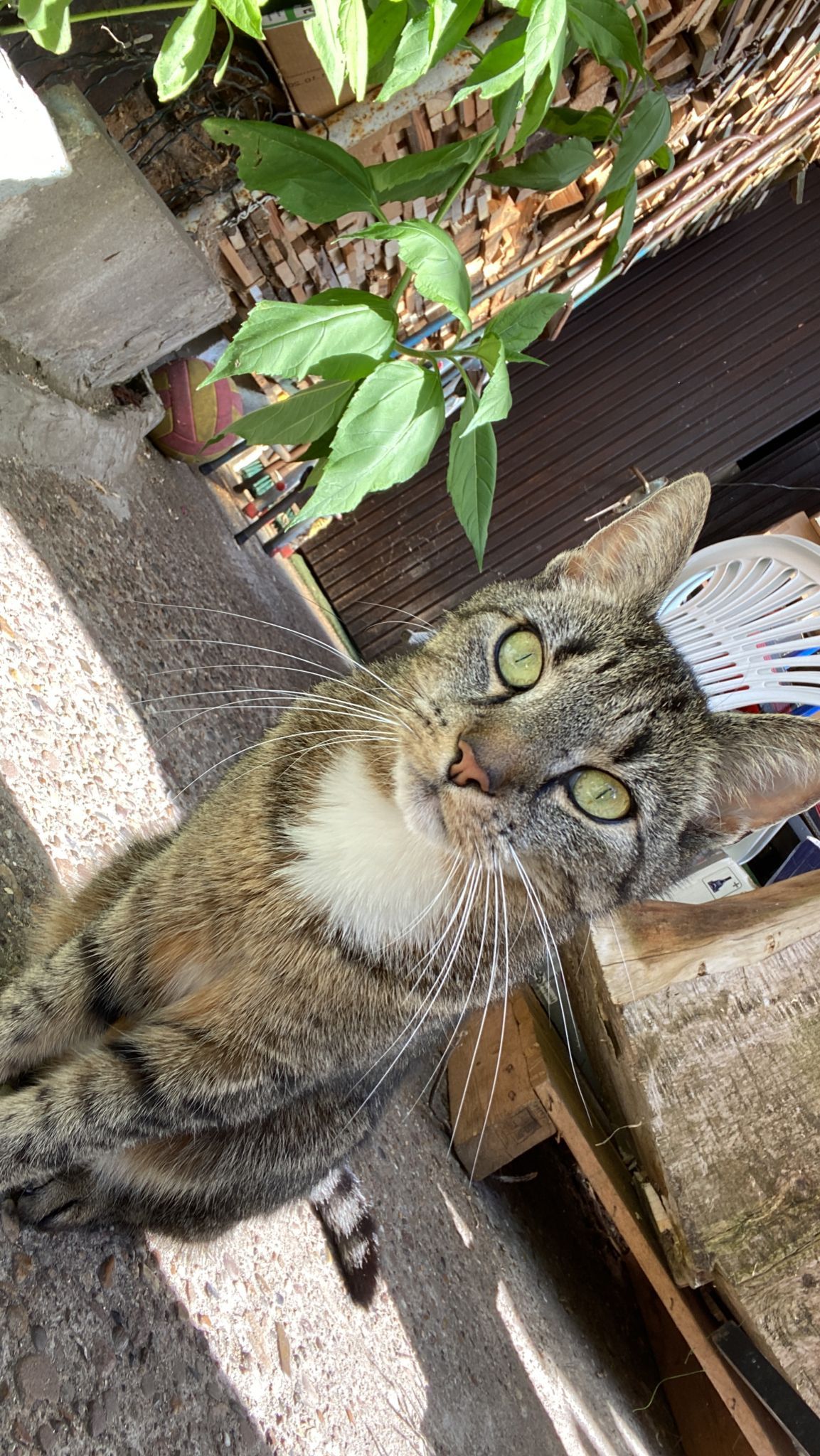 Tete - Kattowitzer Straße, Bremerhaven