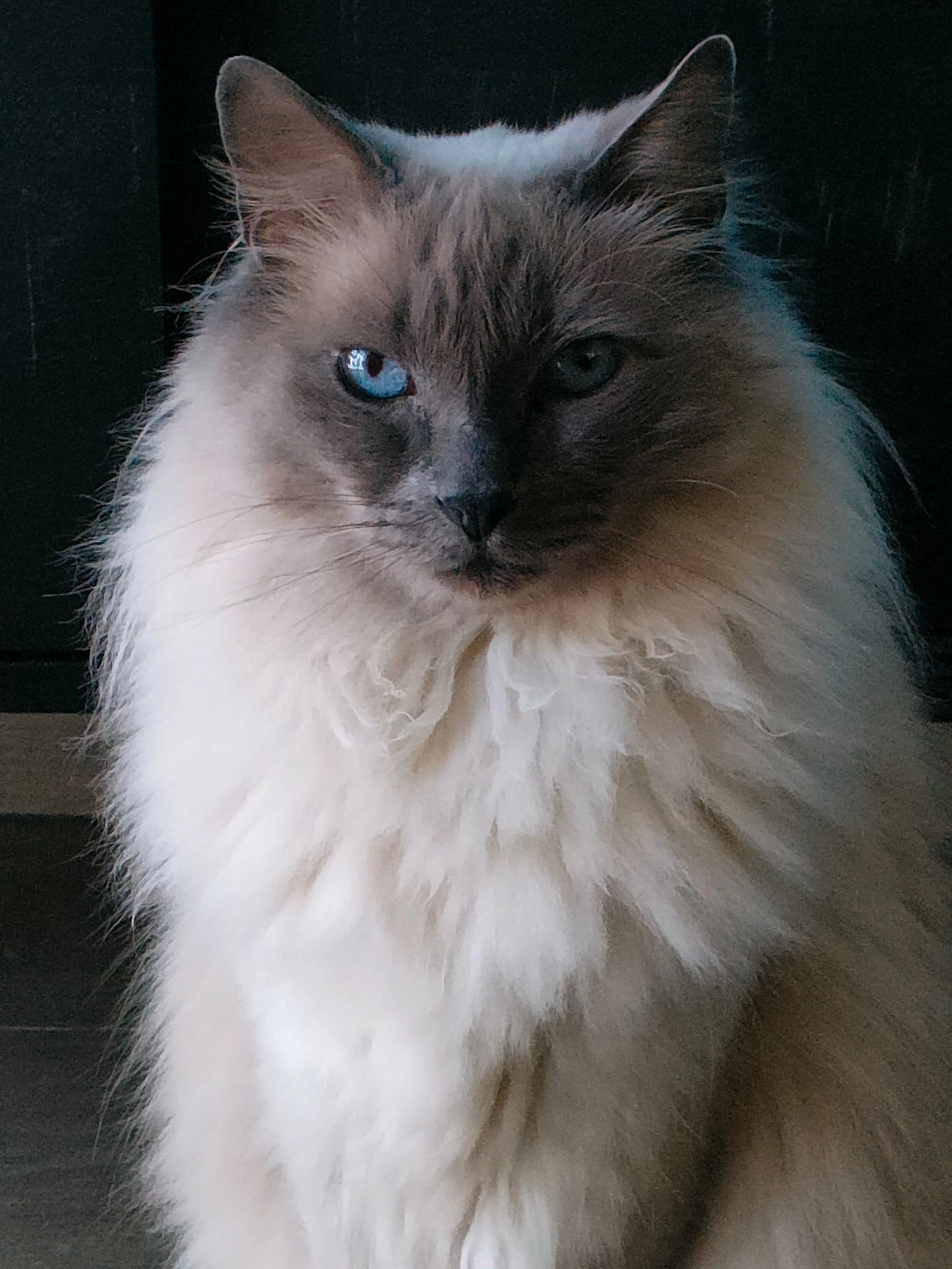 JINX - Doctor Schaepmanlaan, Roosendaal