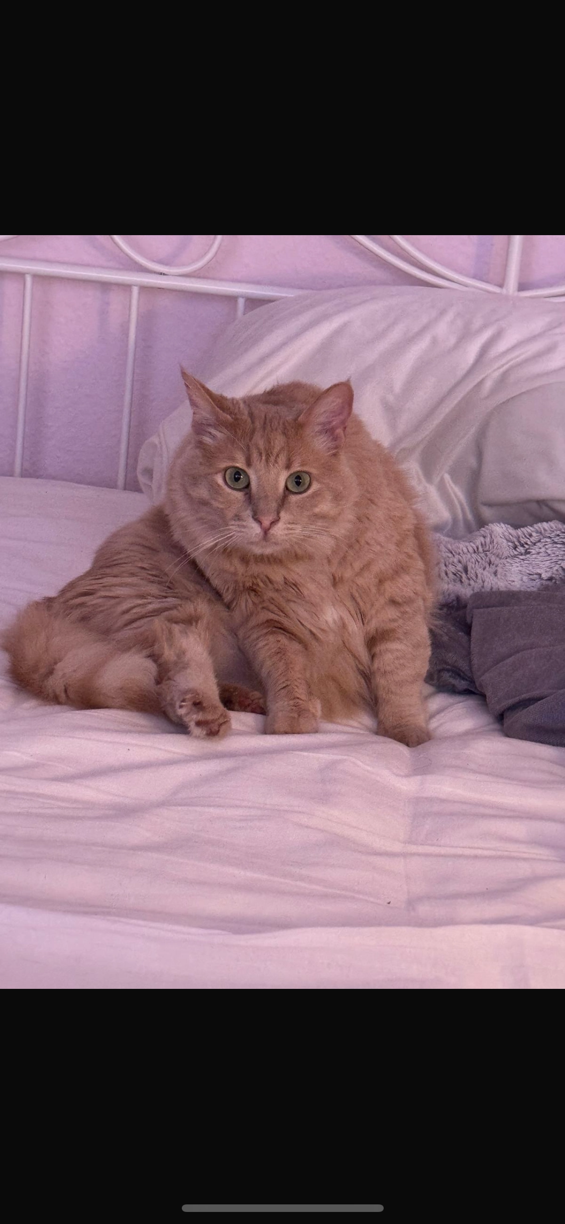 Luis - Dillenburger Straße, Frankfurt am Main