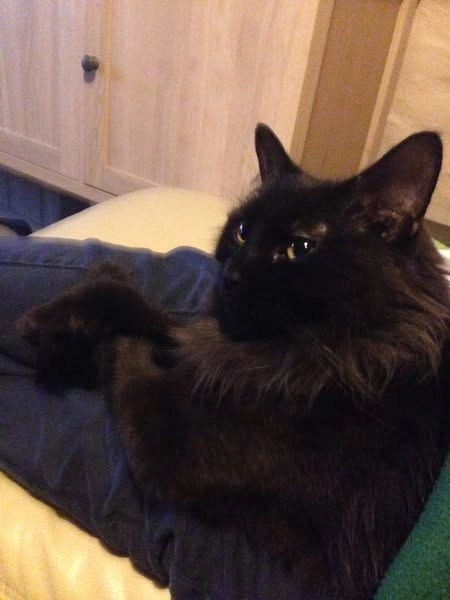 Chilli - Kingsdown Grove, Corsham