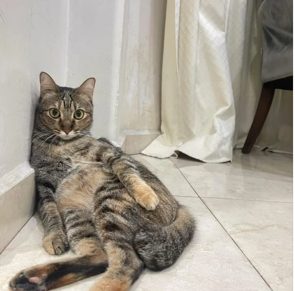 Mei mei - 40000, Shah Alam