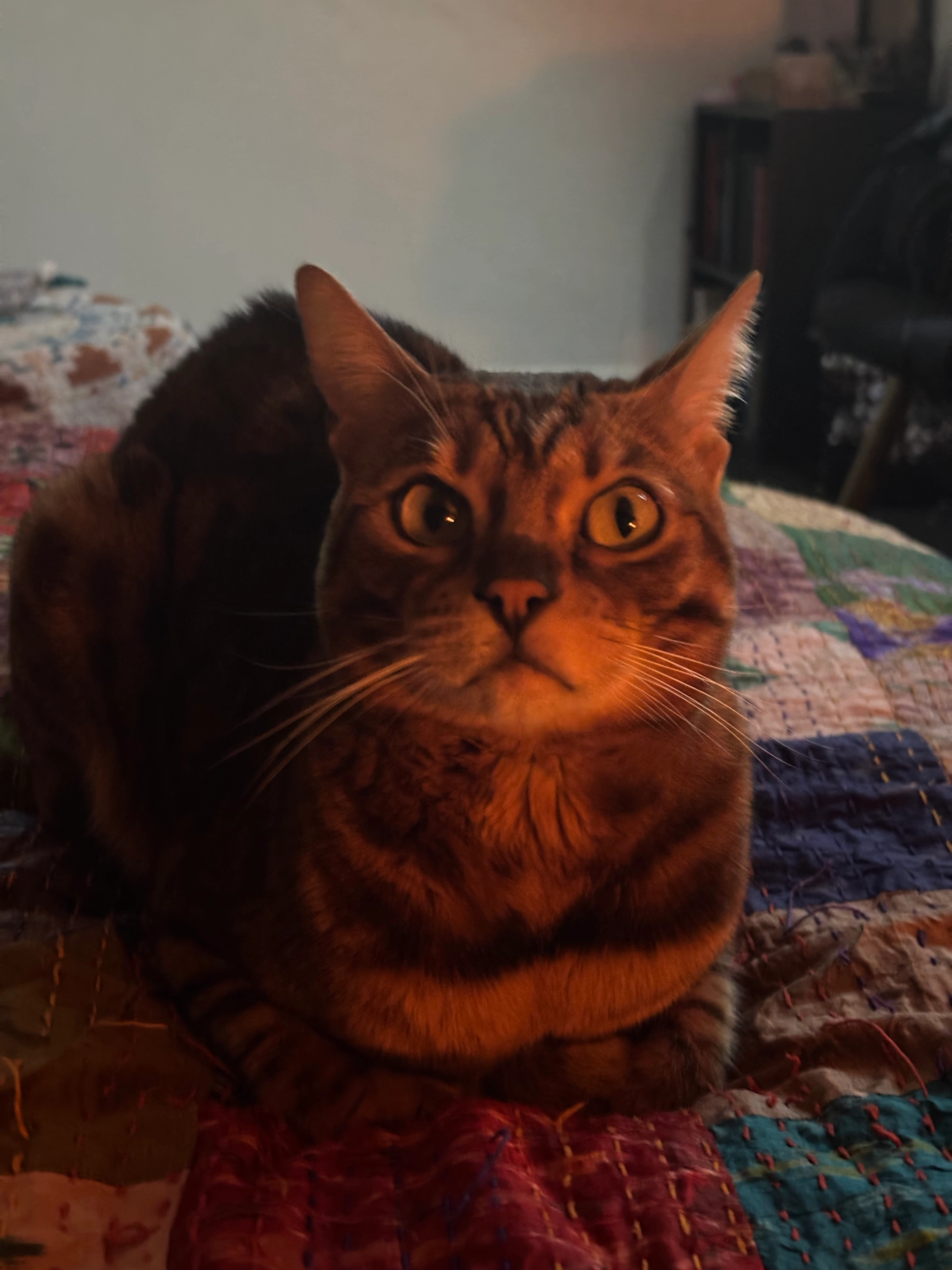 Tanji - Wansbeck Road, Hull