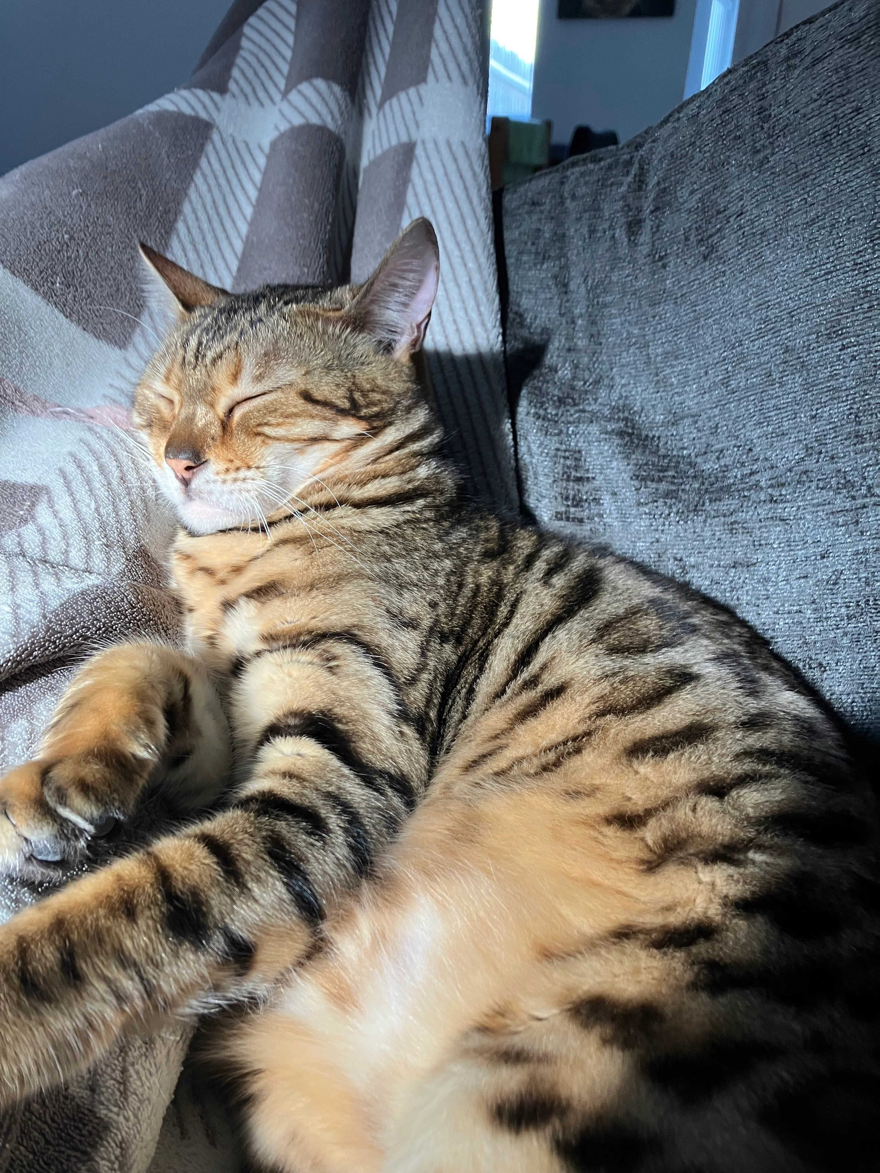 Simba - Cardinalls Road, Stowmarket