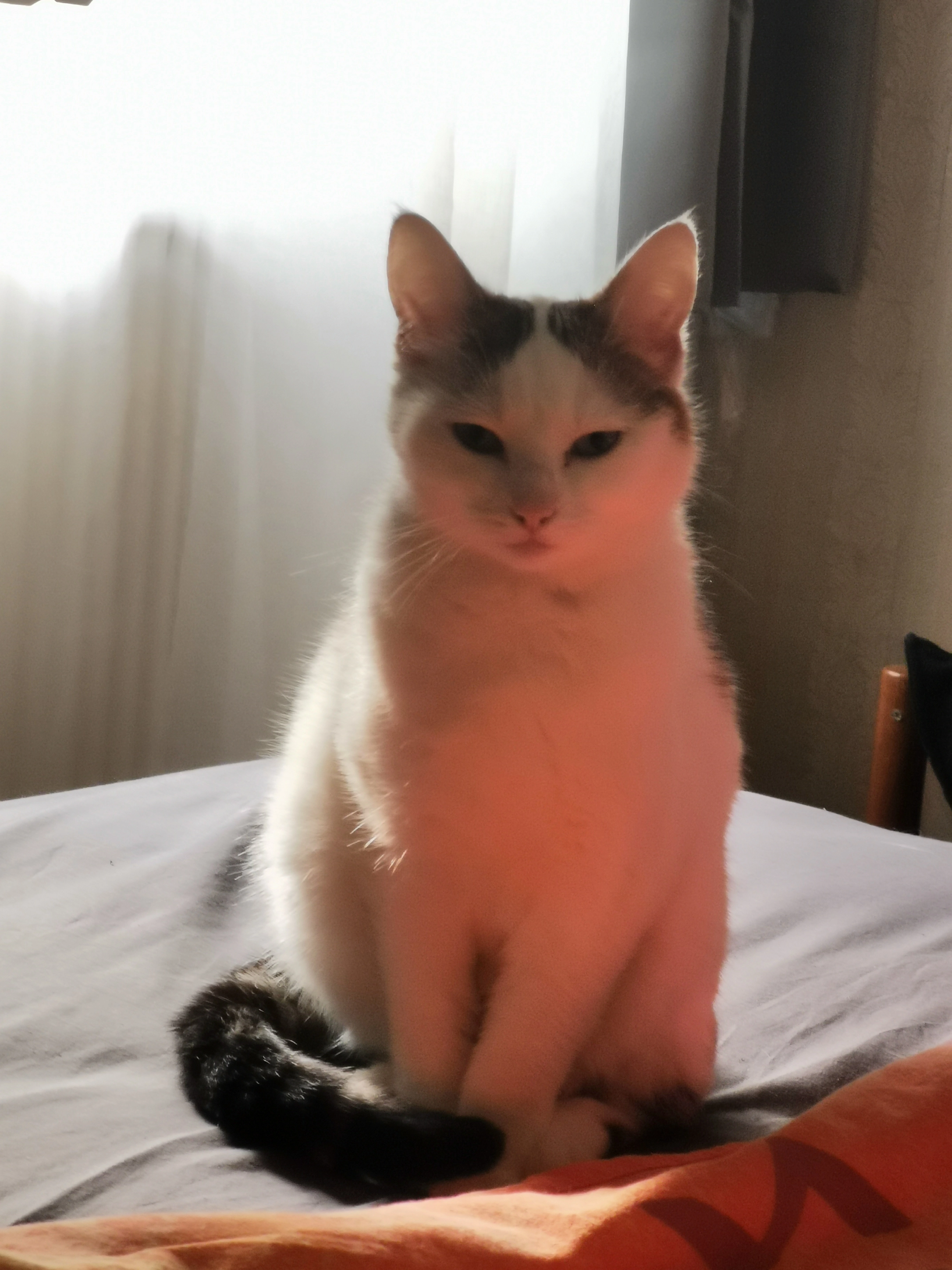 Valentine ou miaou - 21 Rue Daumier, Imphy