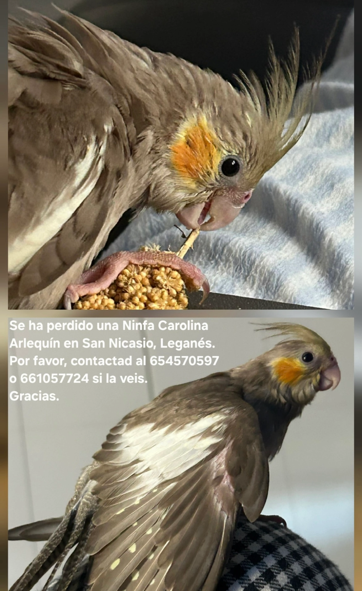 Petri - Calle de Mallorca, Leganés