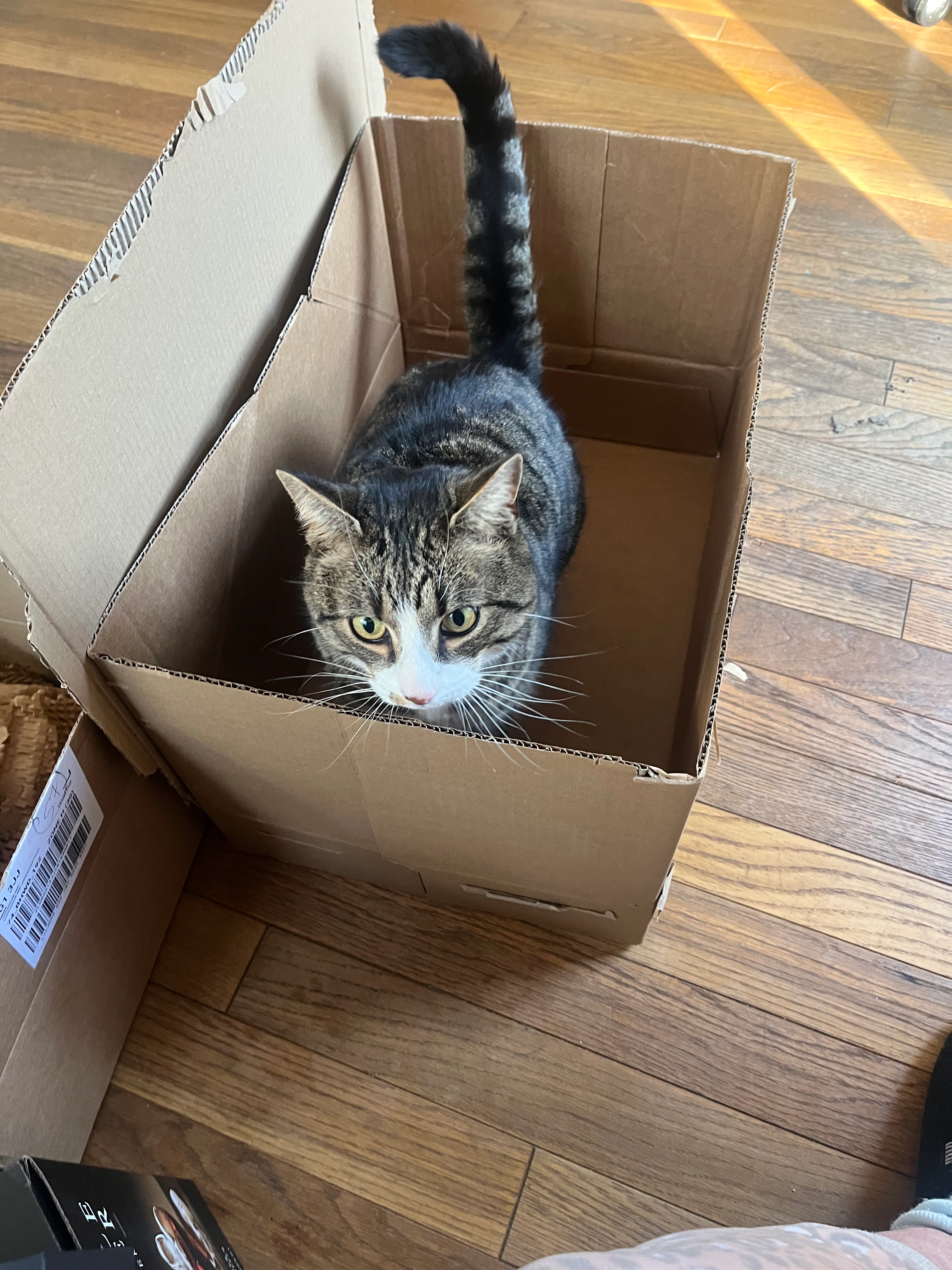 Dexter - Haycroft Road, Stevenage