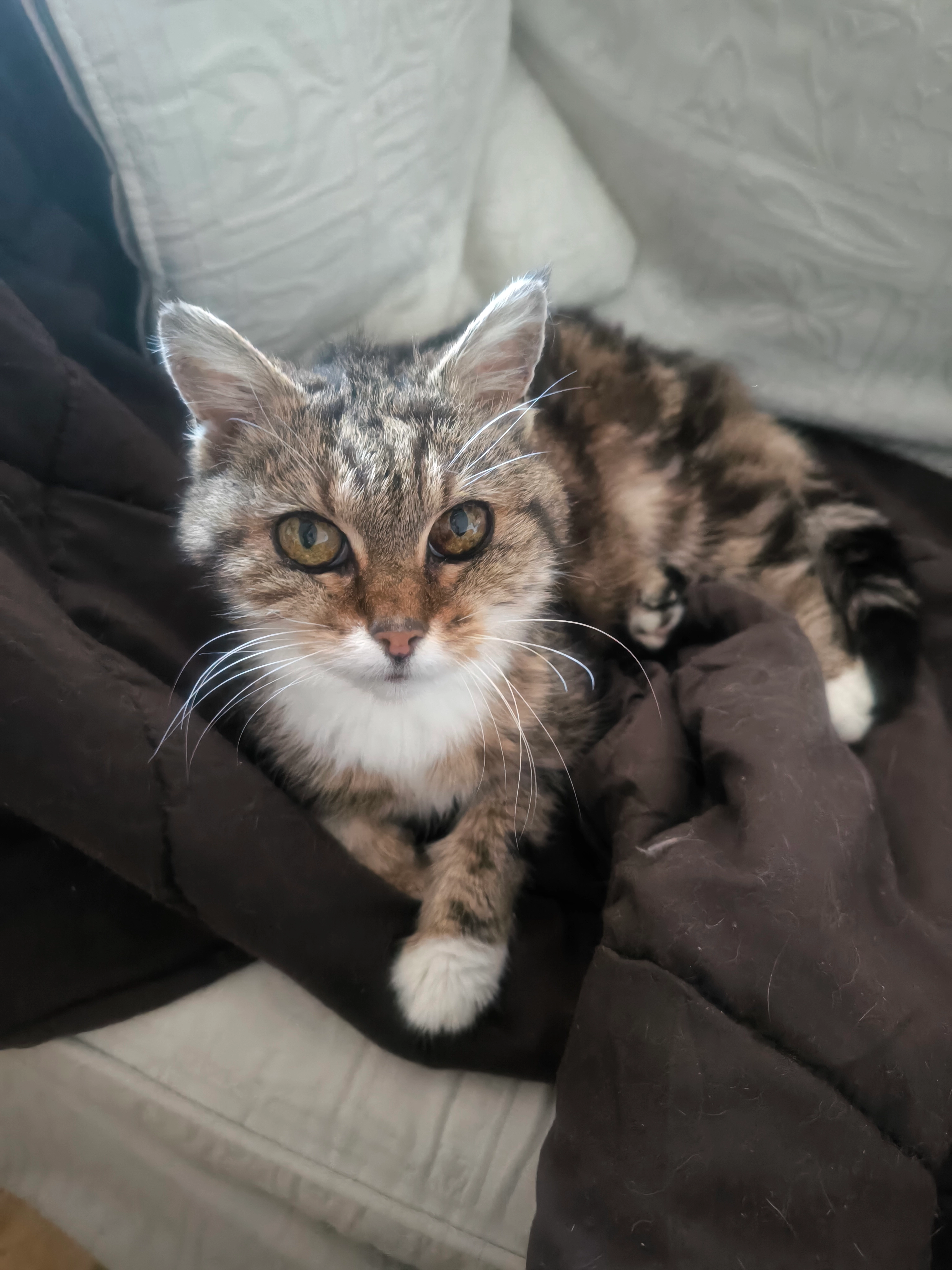 Pikachu - Rue Joyeuse, Caen