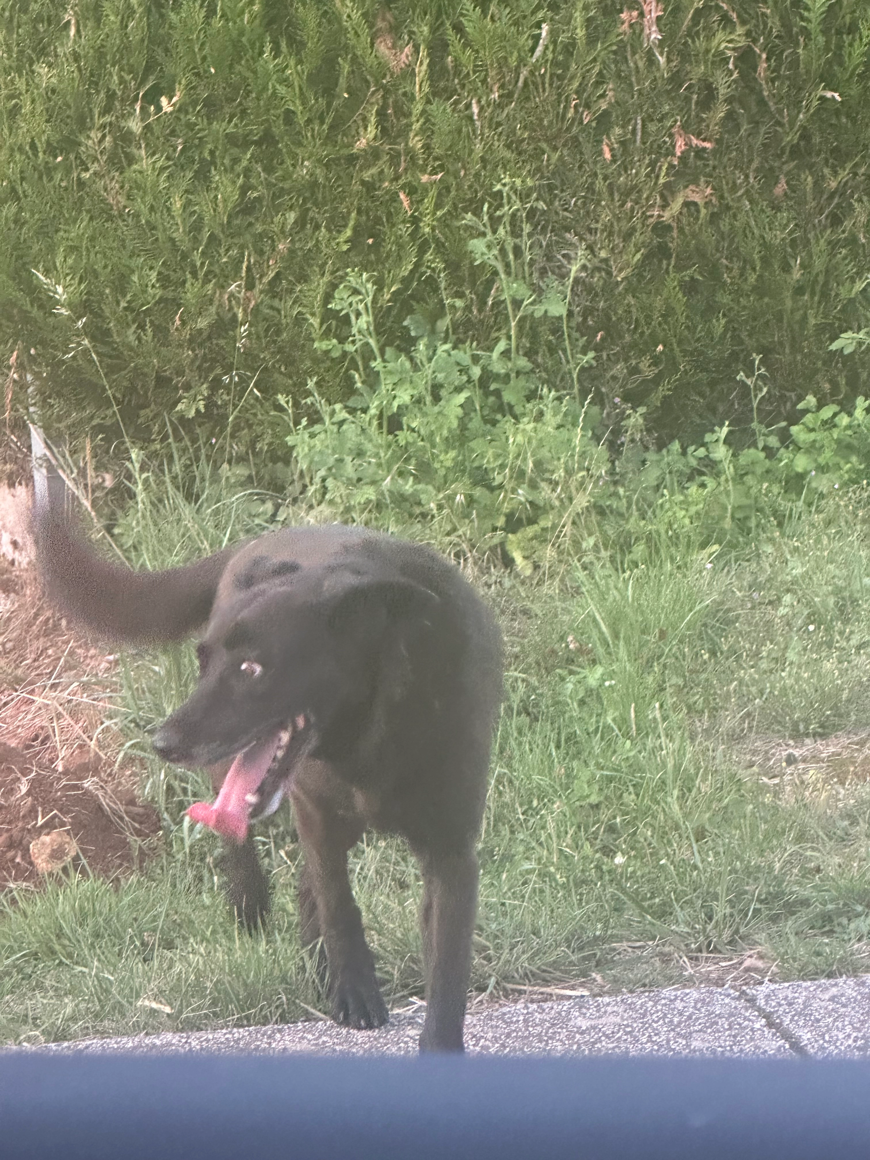 Je ne connais pas l’animal - Étang de bassompiere, Boulange