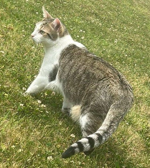 Kaïto - Chaussée Brunehault 176, Morlanwelz