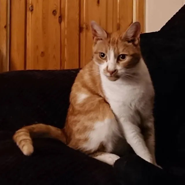 Theo - Canterbury Road, Stockport